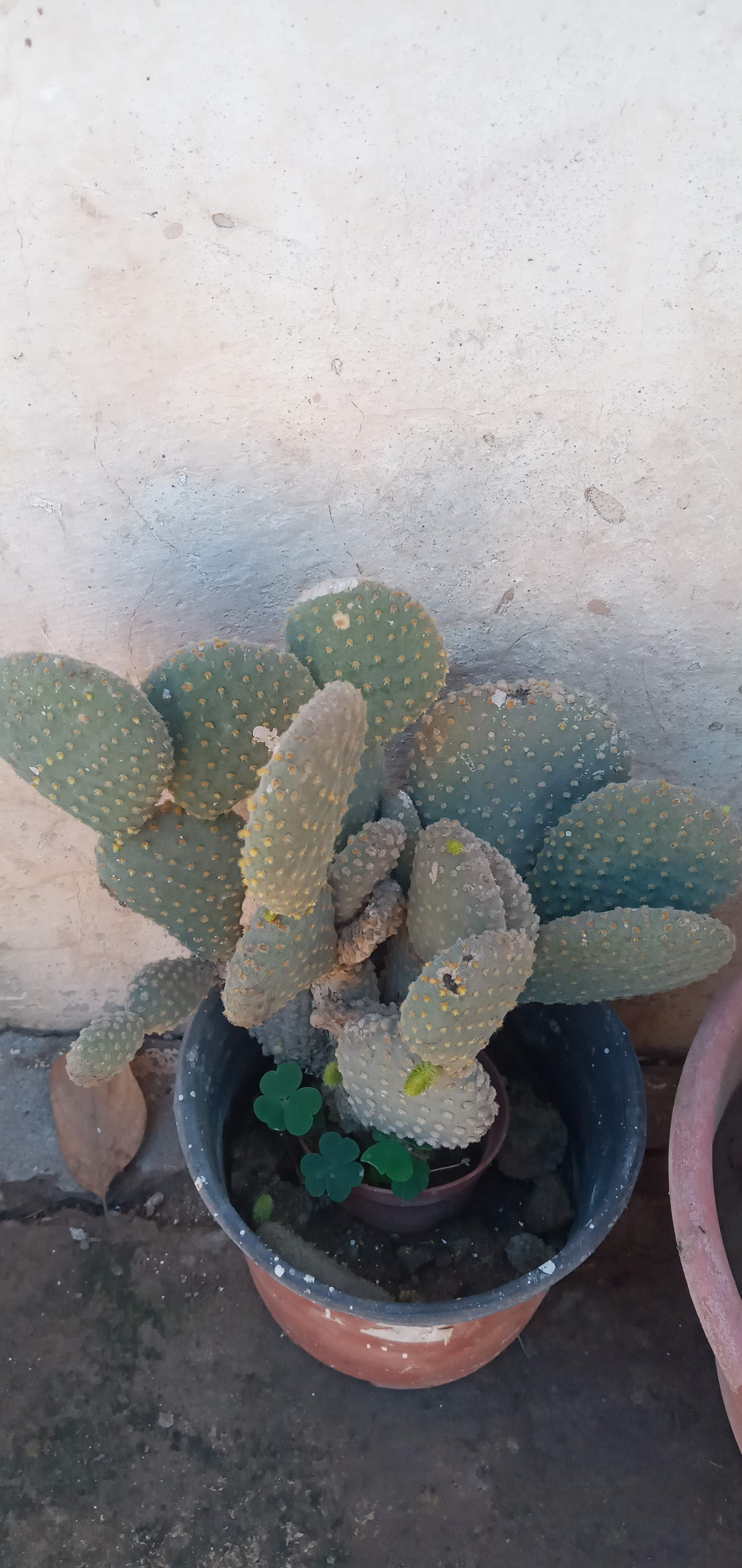 Taquería Los Borregos - El Potrero image 4