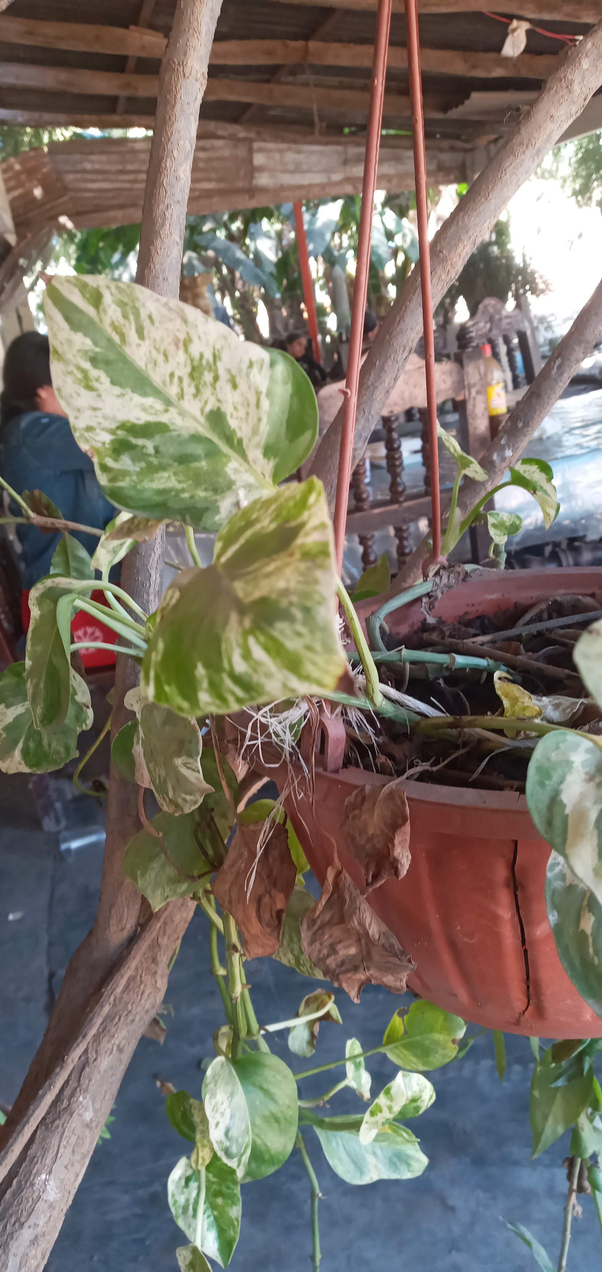 Taquería Los Borregos - El Potrero image 5