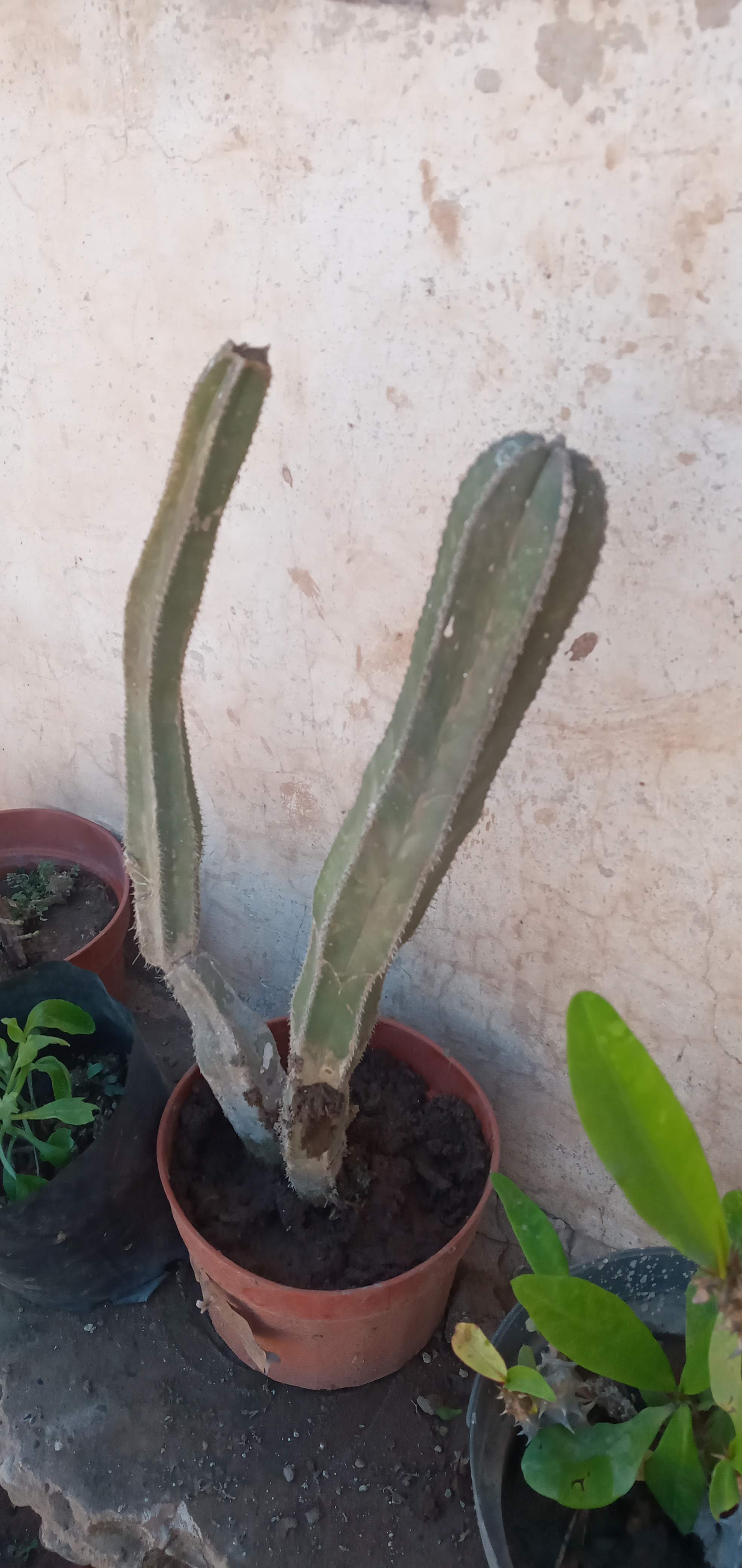 Taquería Los Borregos - El Potrero image 6