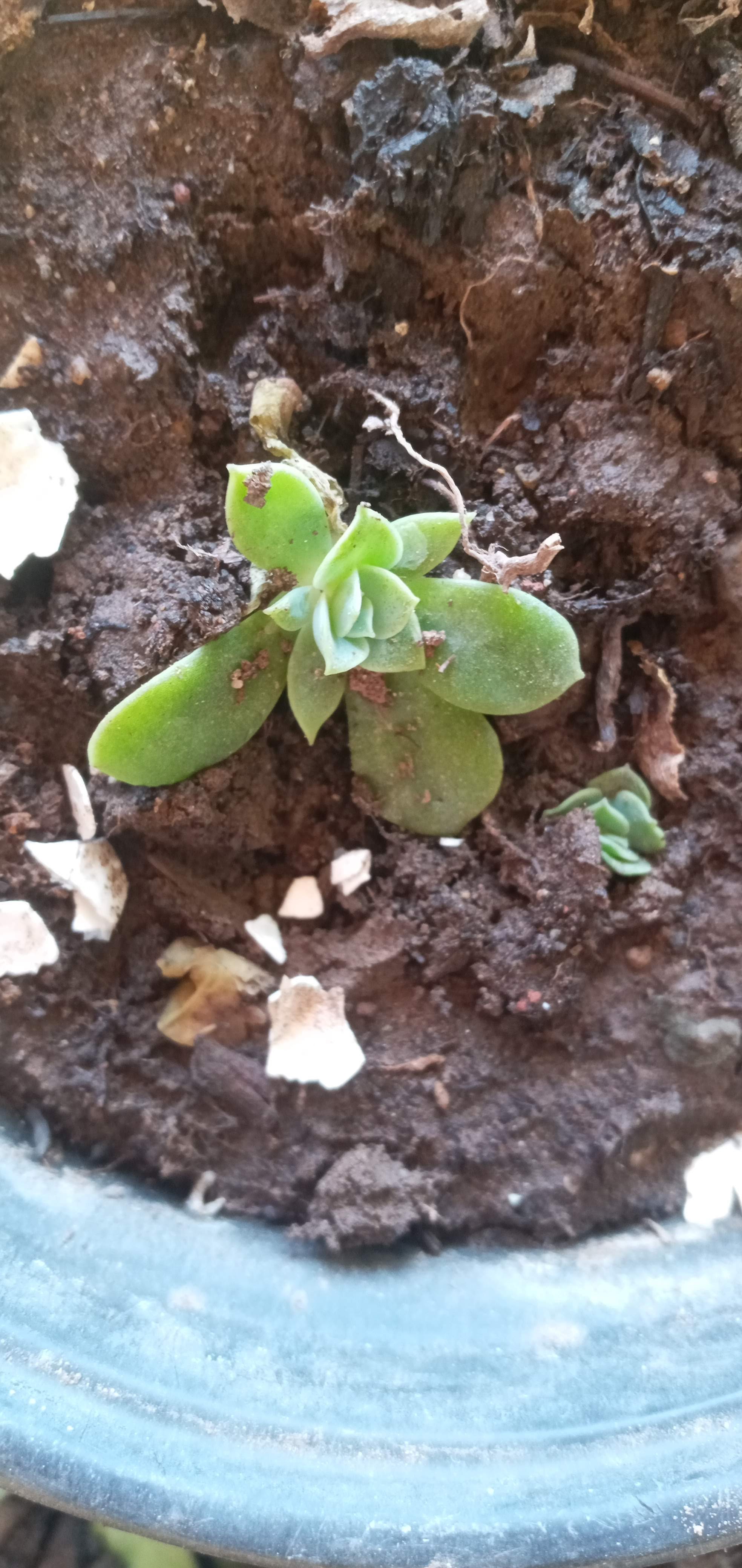 Taquería Los Borregos - El Potrero image 7