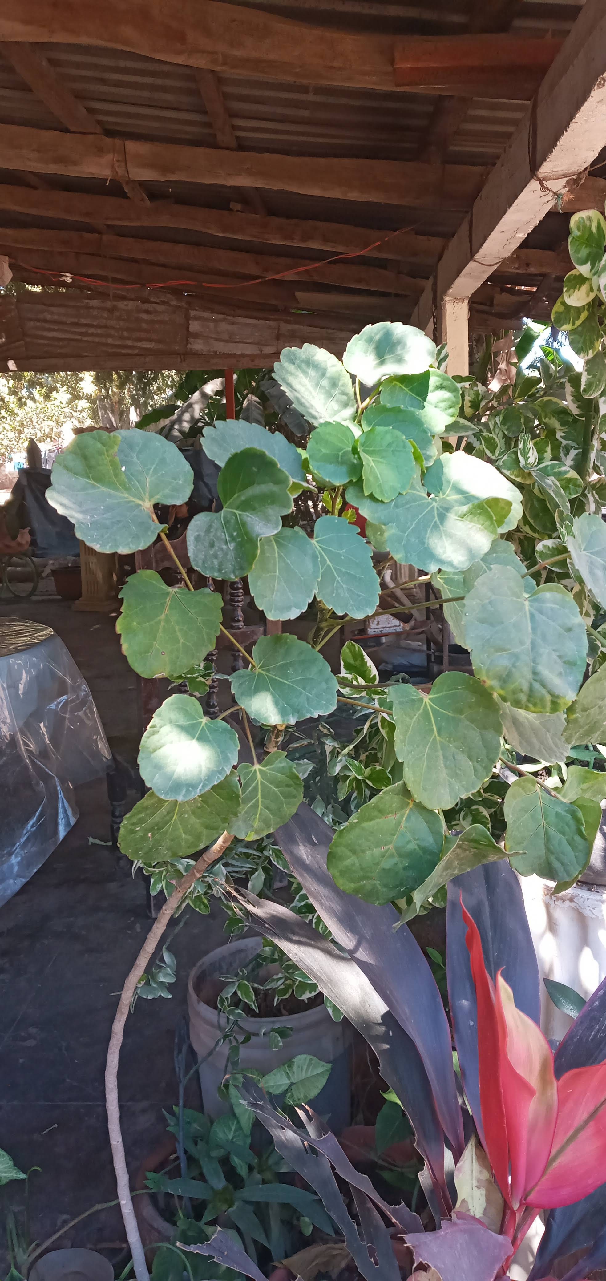 Taquería Los Borregos - El Potrero image 8