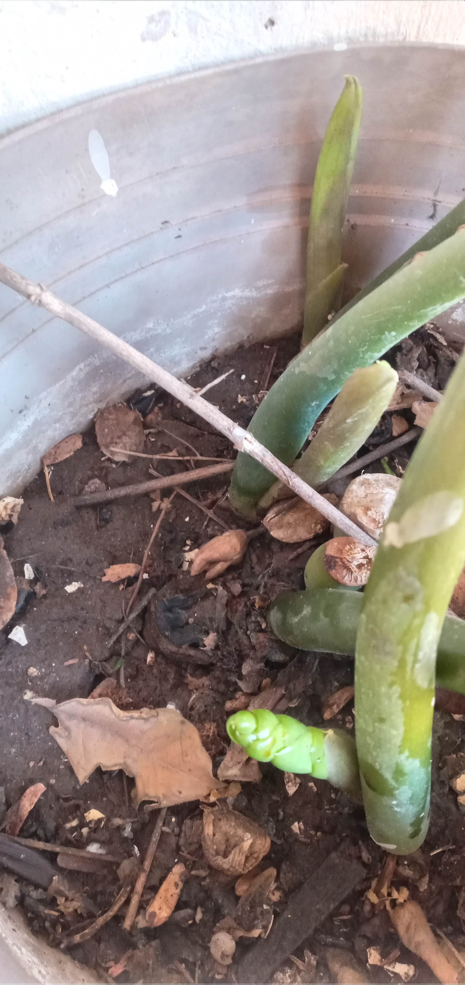 Taquería Los Borregos - El Potrero image 9