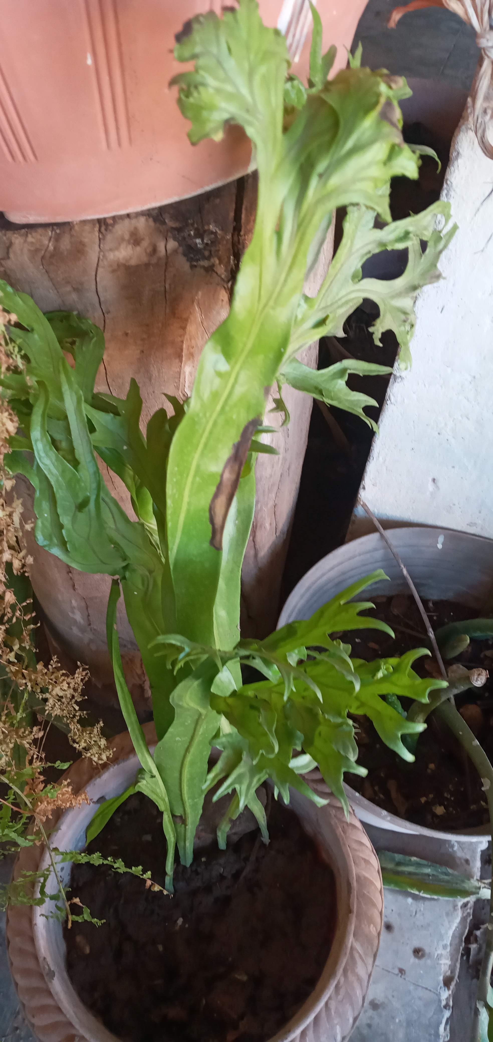 Taquería Los Borregos - El Potrero image 10