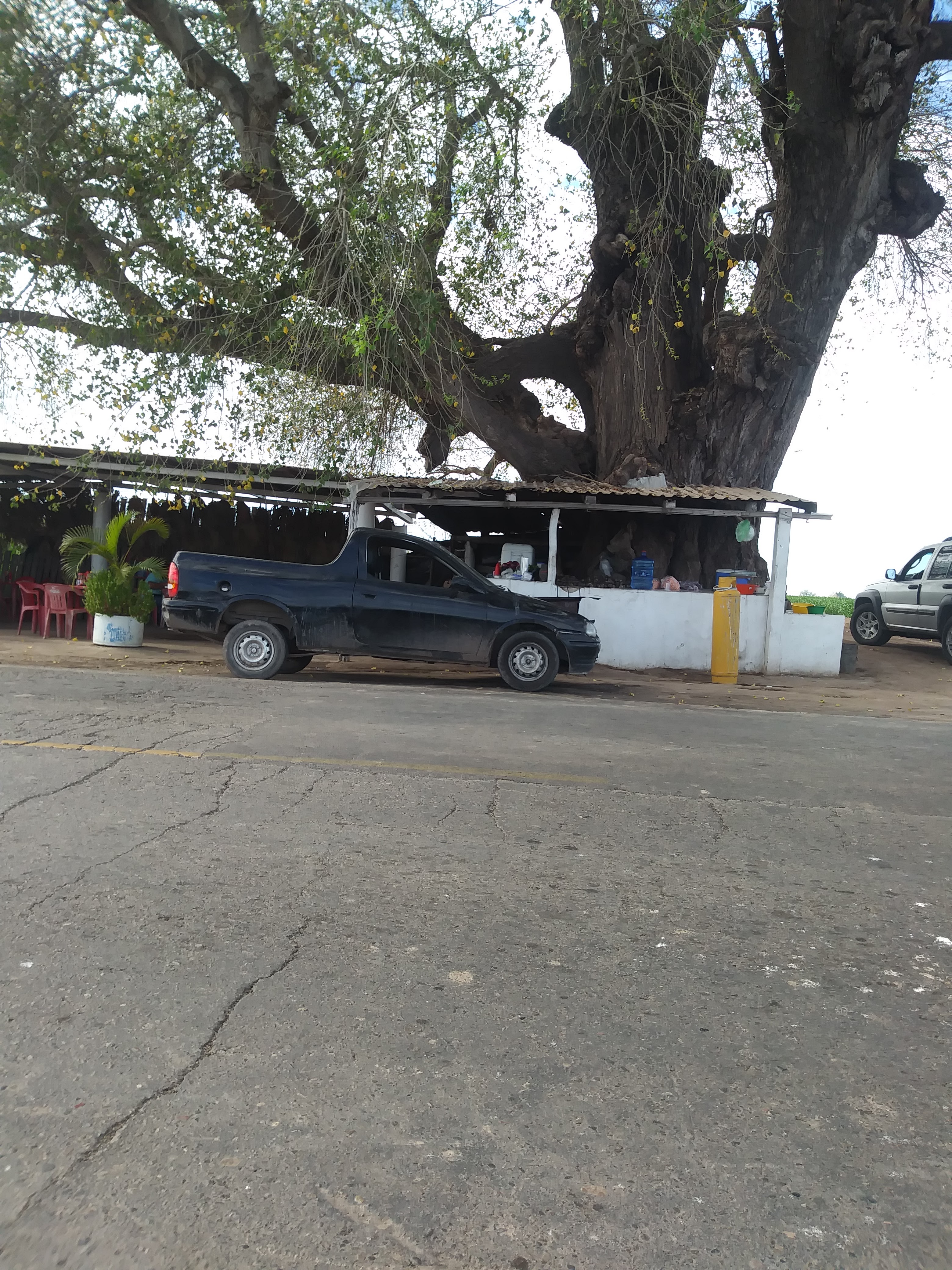 Mariscos El Alamo image 6