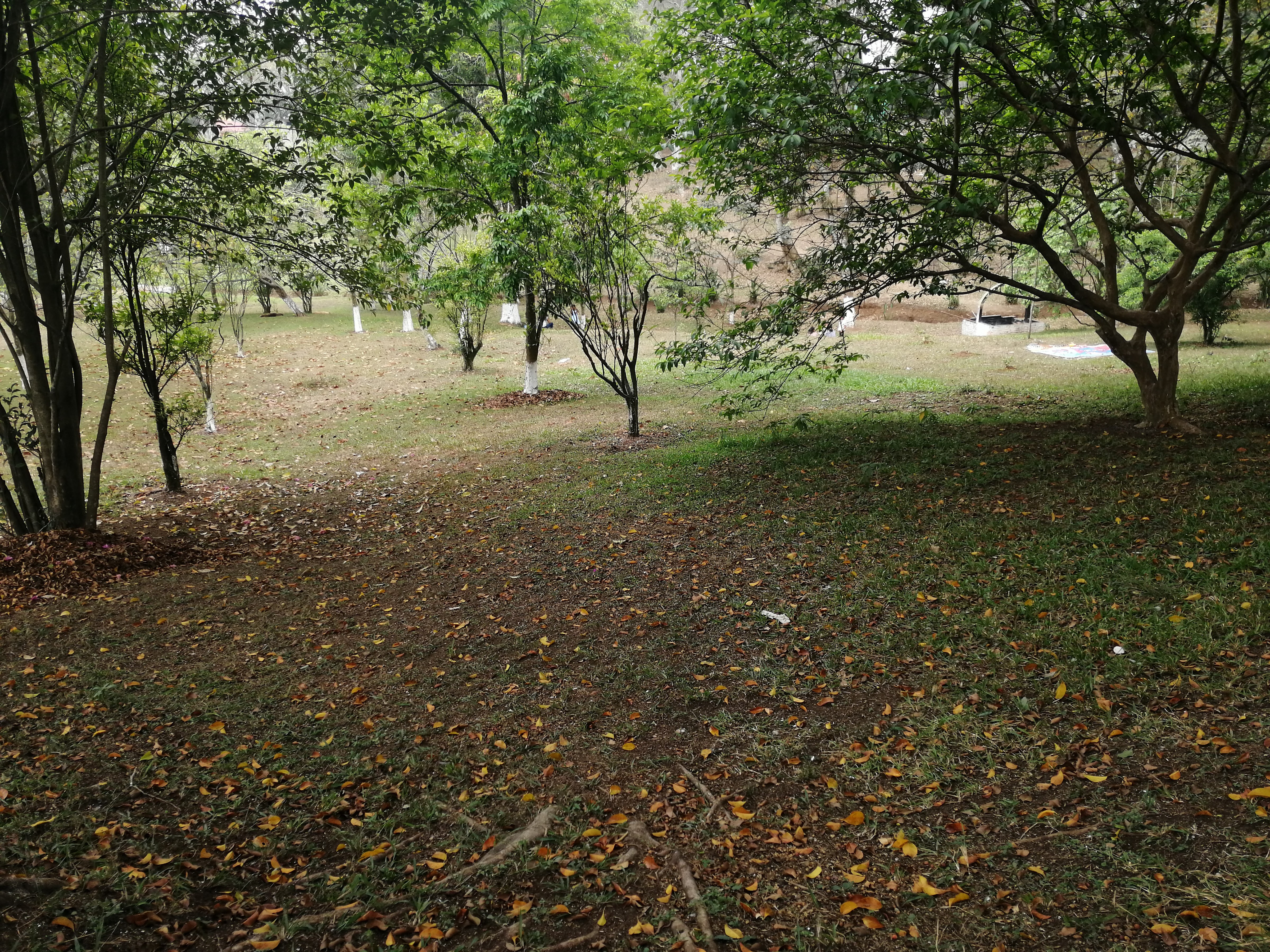 Carnitas el Lechón image 7