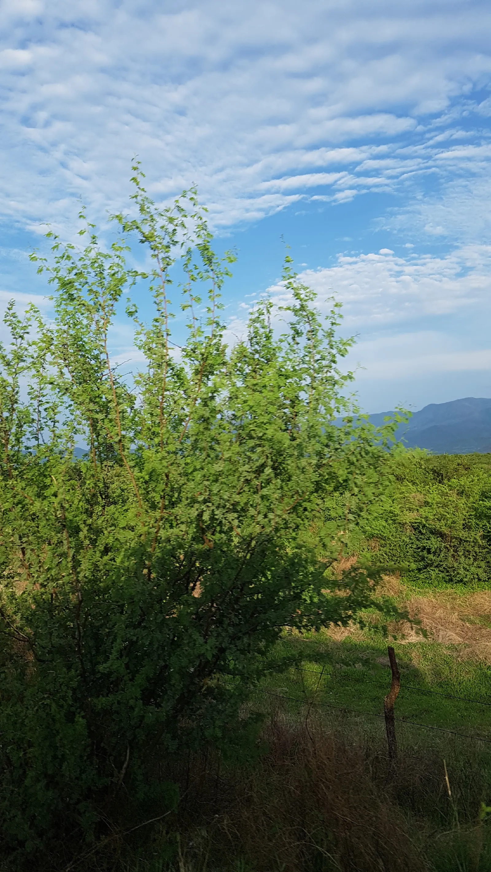 Salguero Michoacan De Ocampo image 10