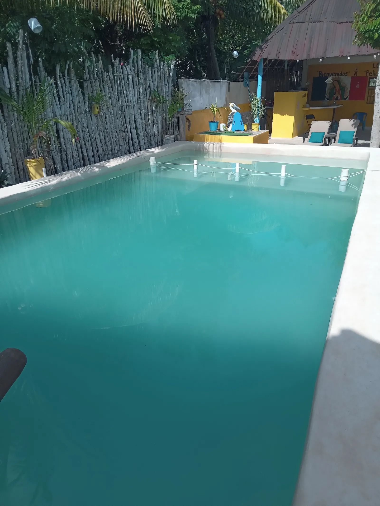 Los Pelicanos Chemax image 10