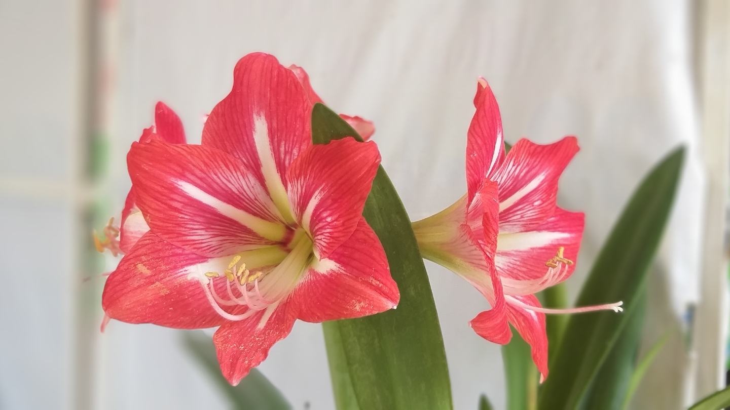 Ki´Waj Chemax image 2