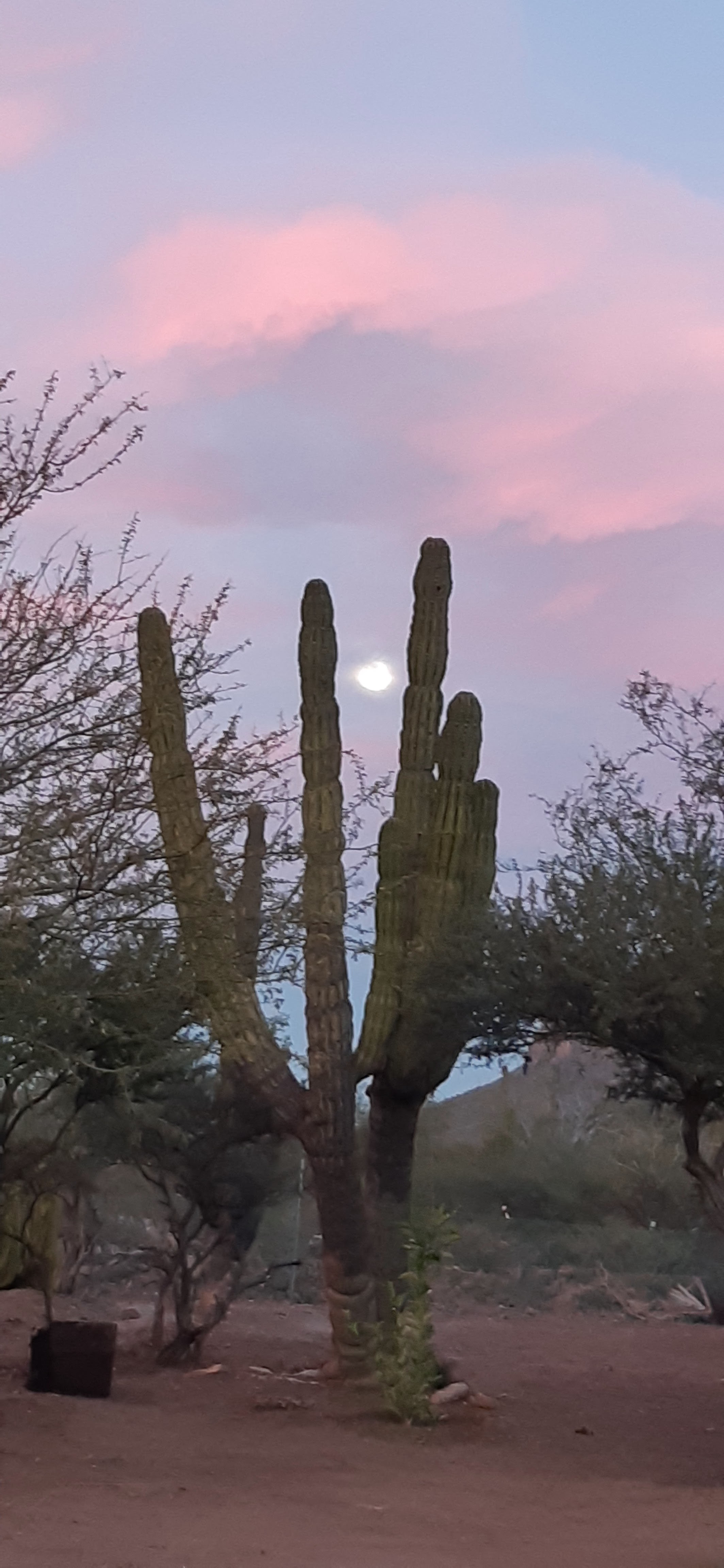 Restaurant El Parguito image 5