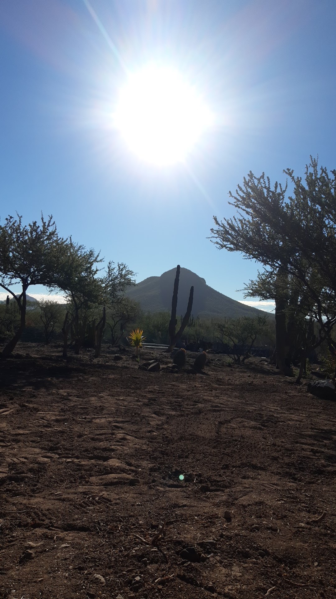 Restaurant El Parguito image 7