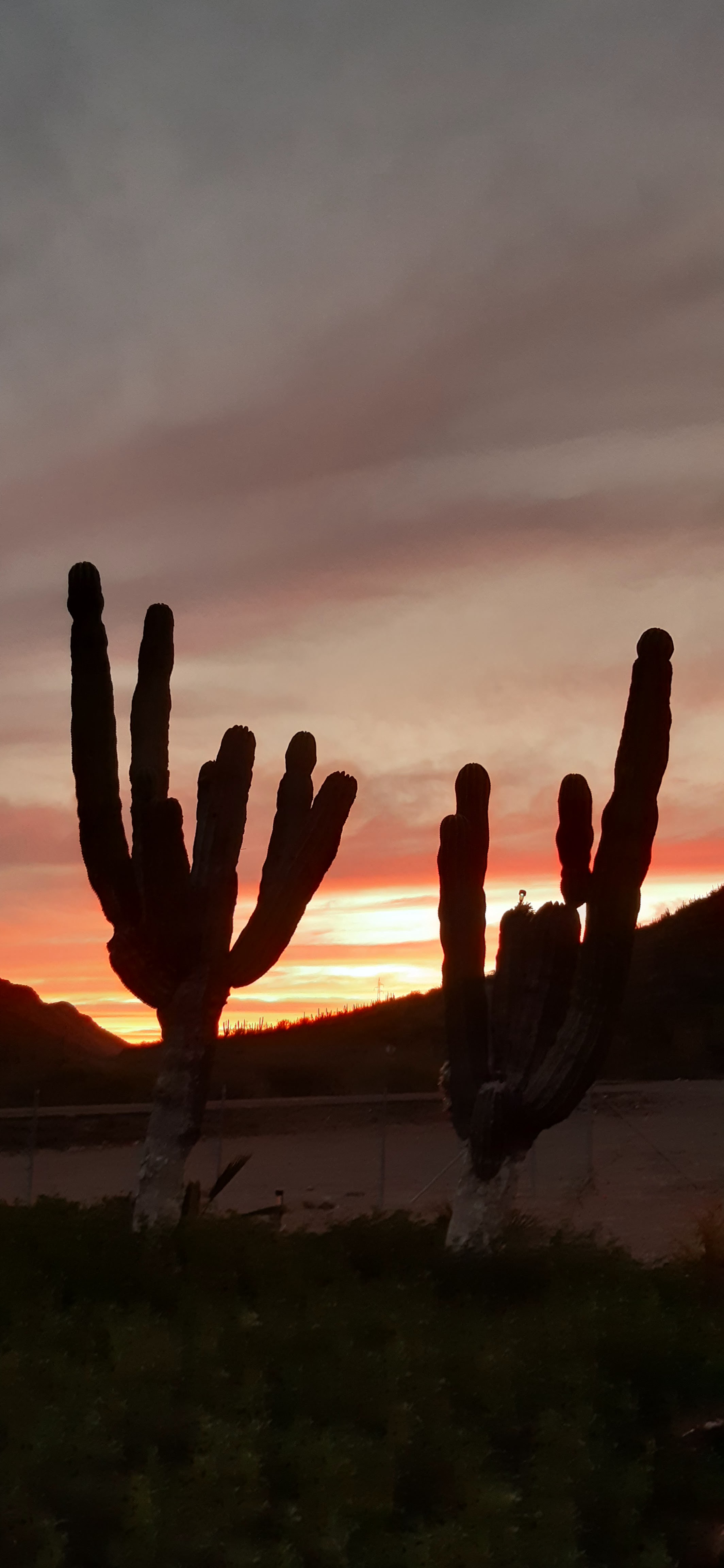 Restaurant El Parguito image 10