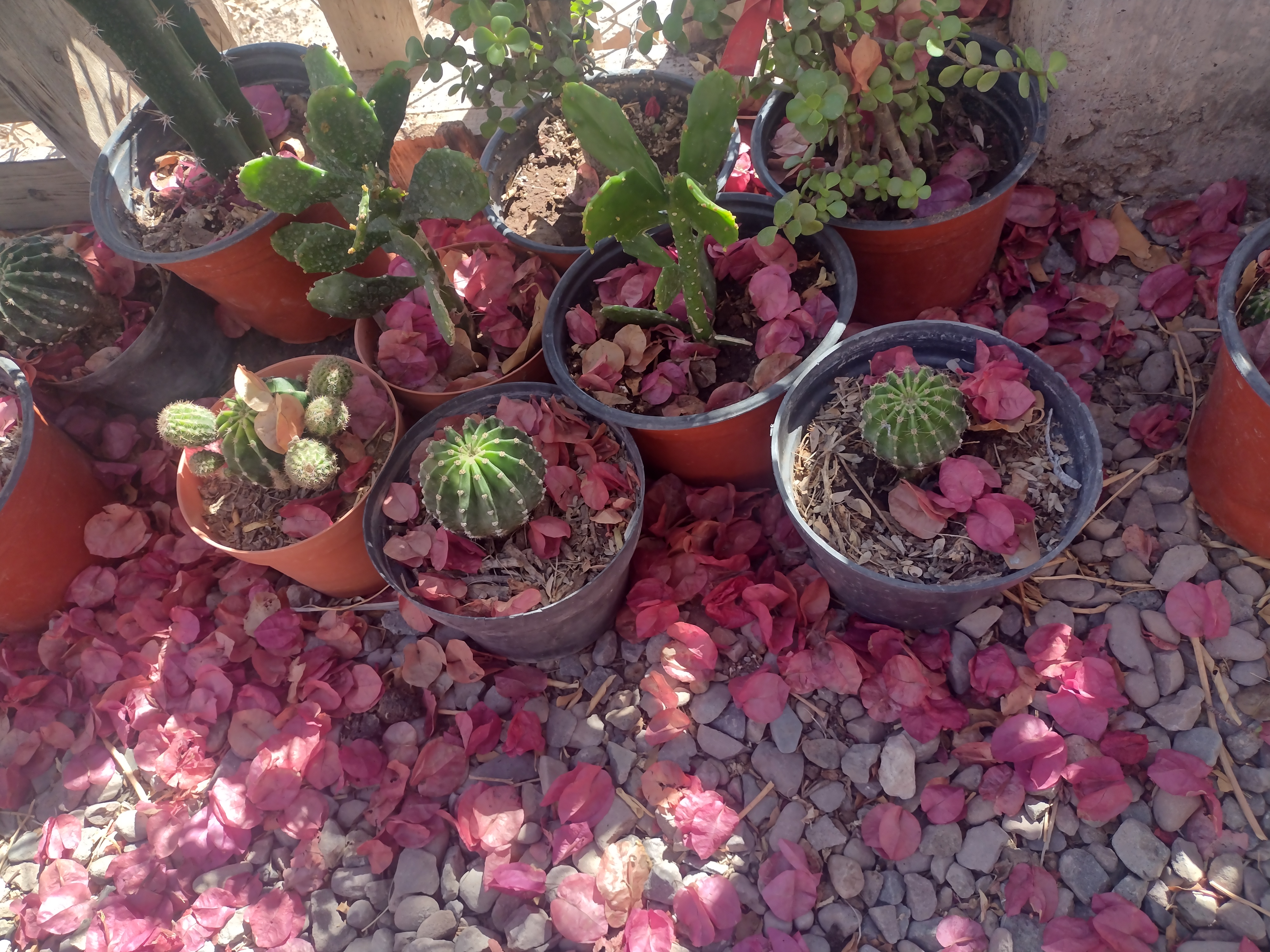 La Regional image 10