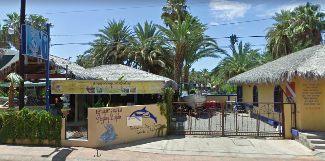 Giggling Dolphin image 3