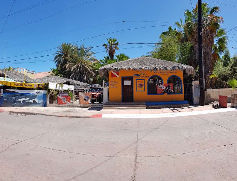 Giggling Dolphin image 7