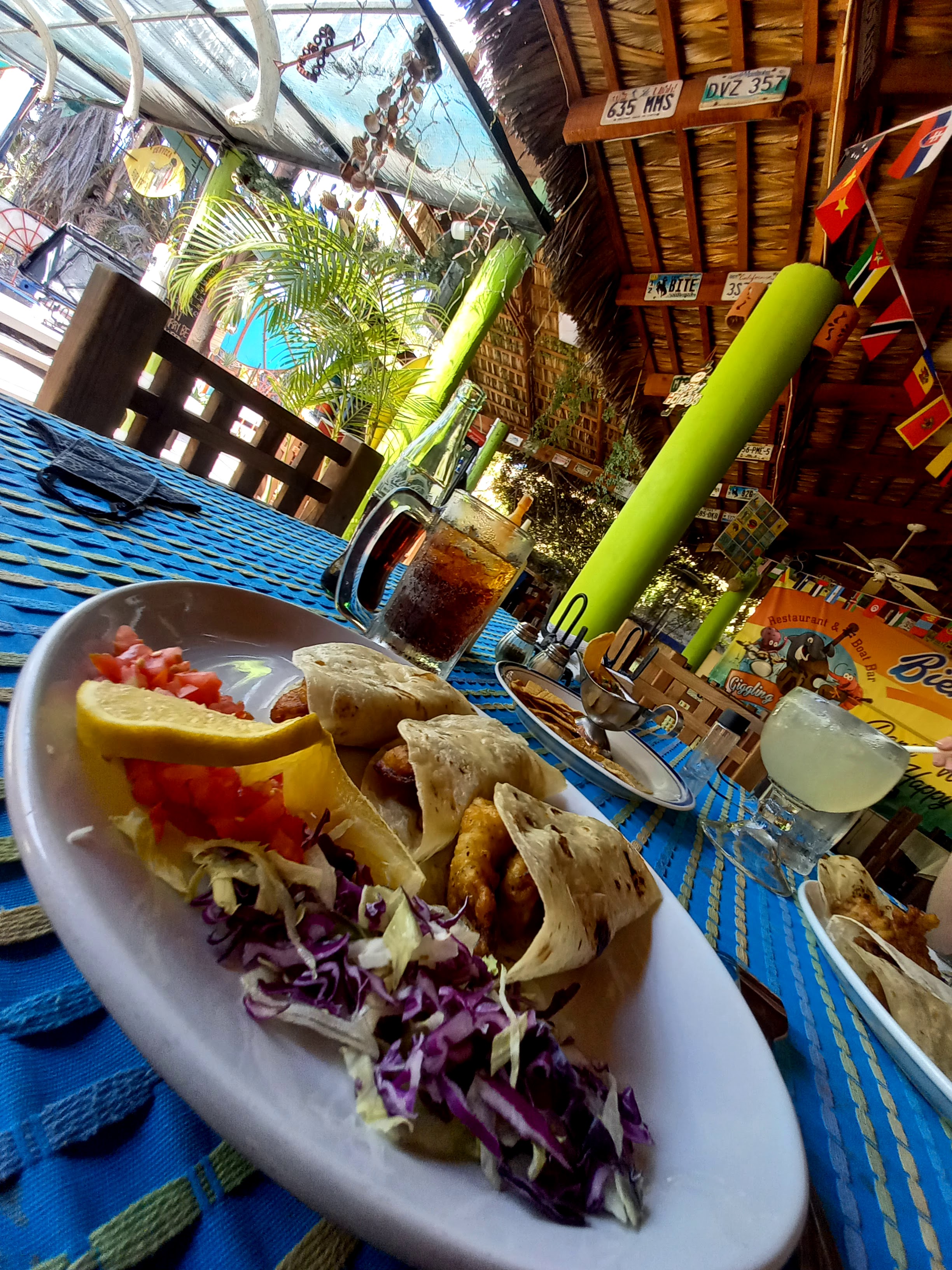 Giggling Dolphin image 9