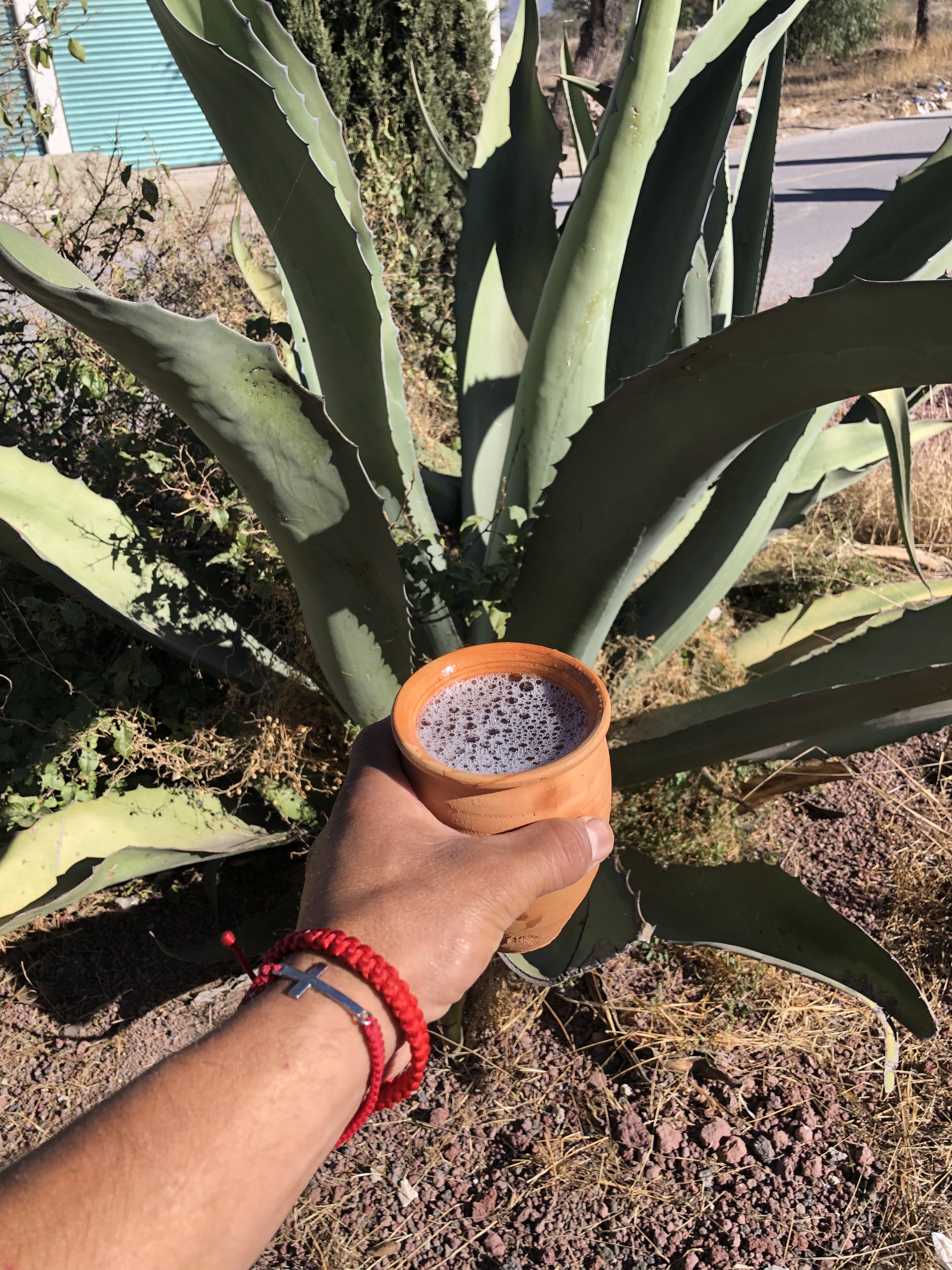 Tnacal,mayahuel image 4