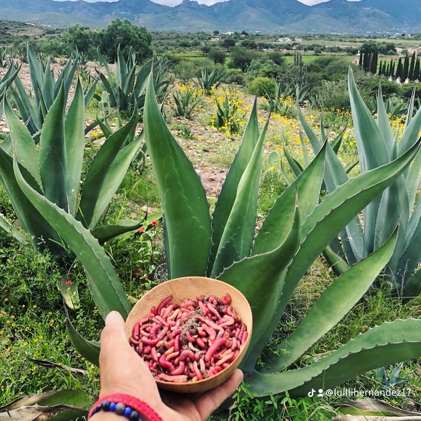 Tnacal,mayahuel image 7