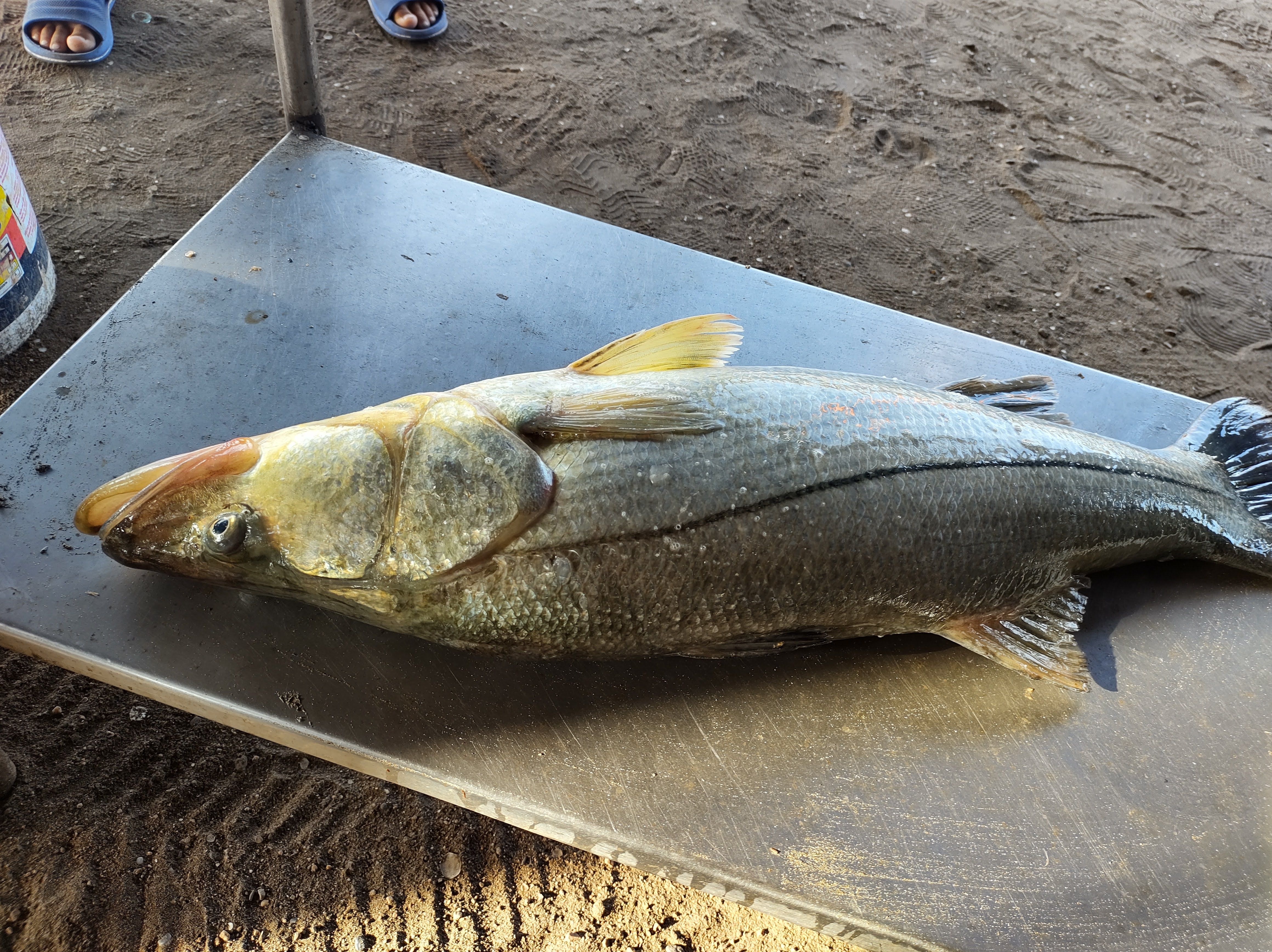 Restaurant Chito's image 1