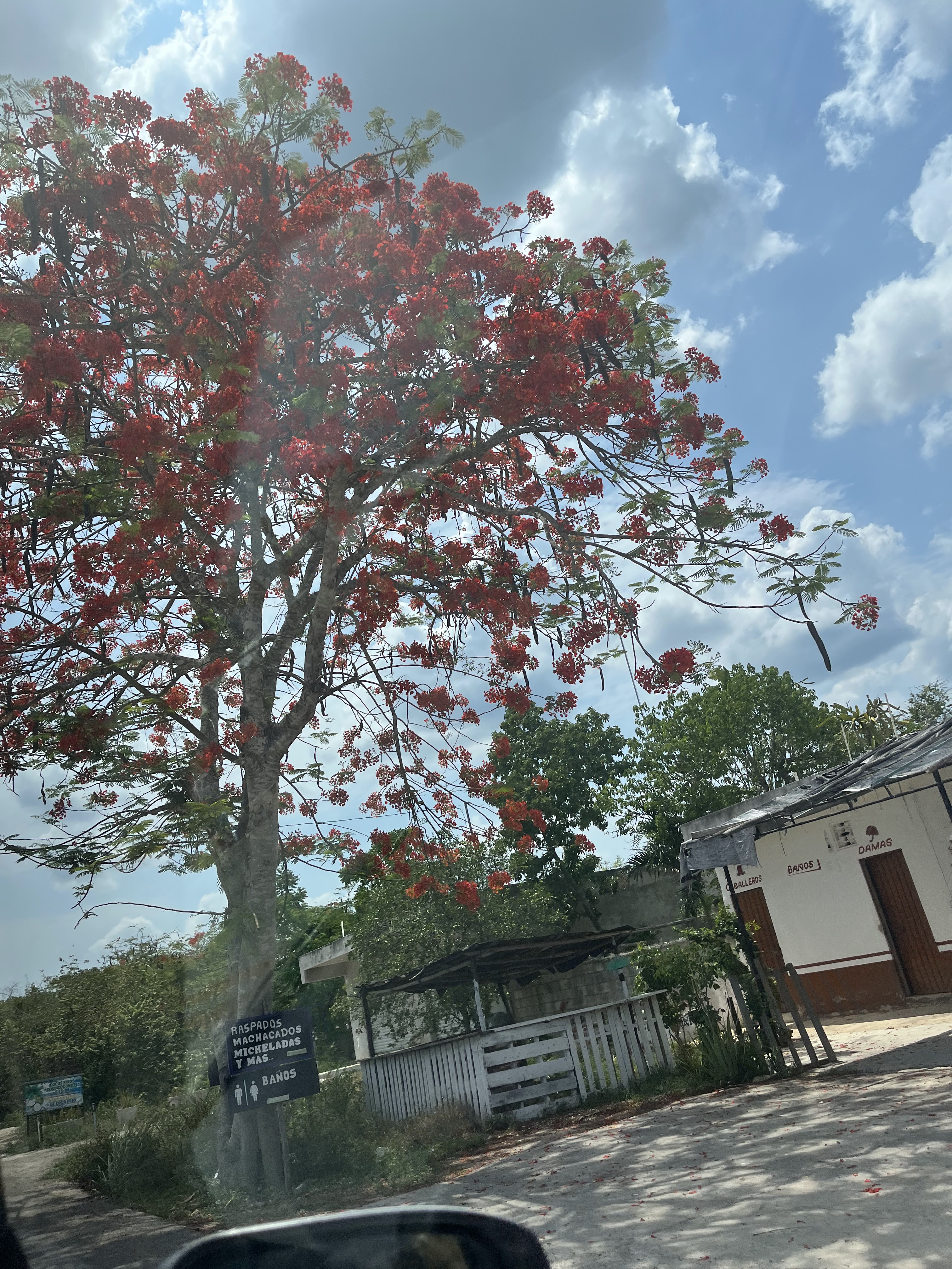 Machados, frapes y antojitos las 3 Glorias image 1