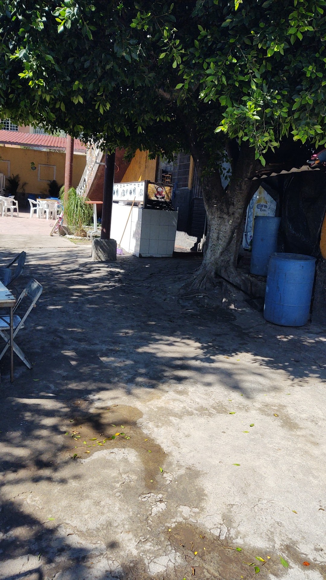 Patitas doradas San Juan en San Juan de el fuerte michoacan image 2