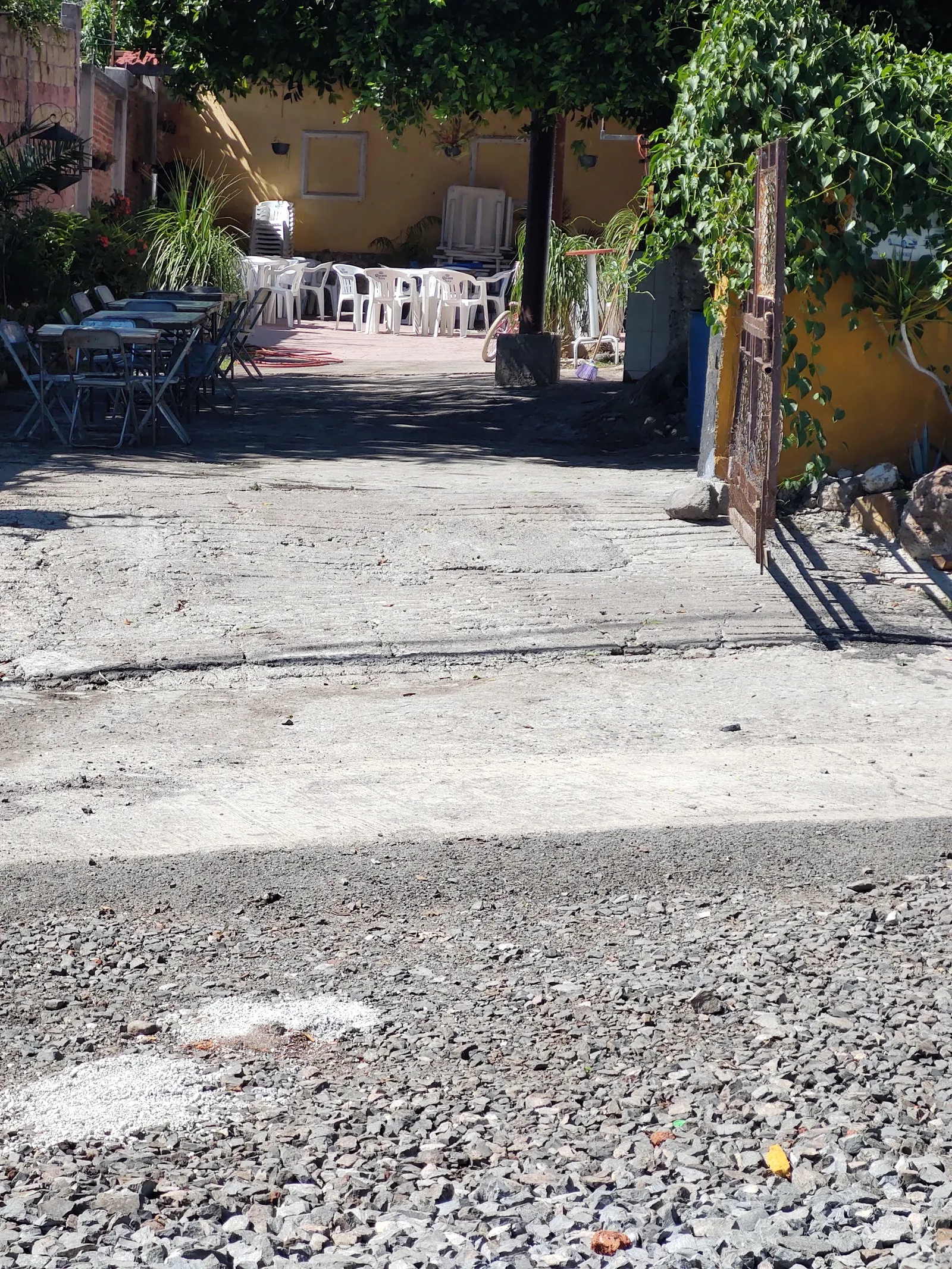 Patitas doradas San Juan en San Juan de el fuerte michoacan image 6