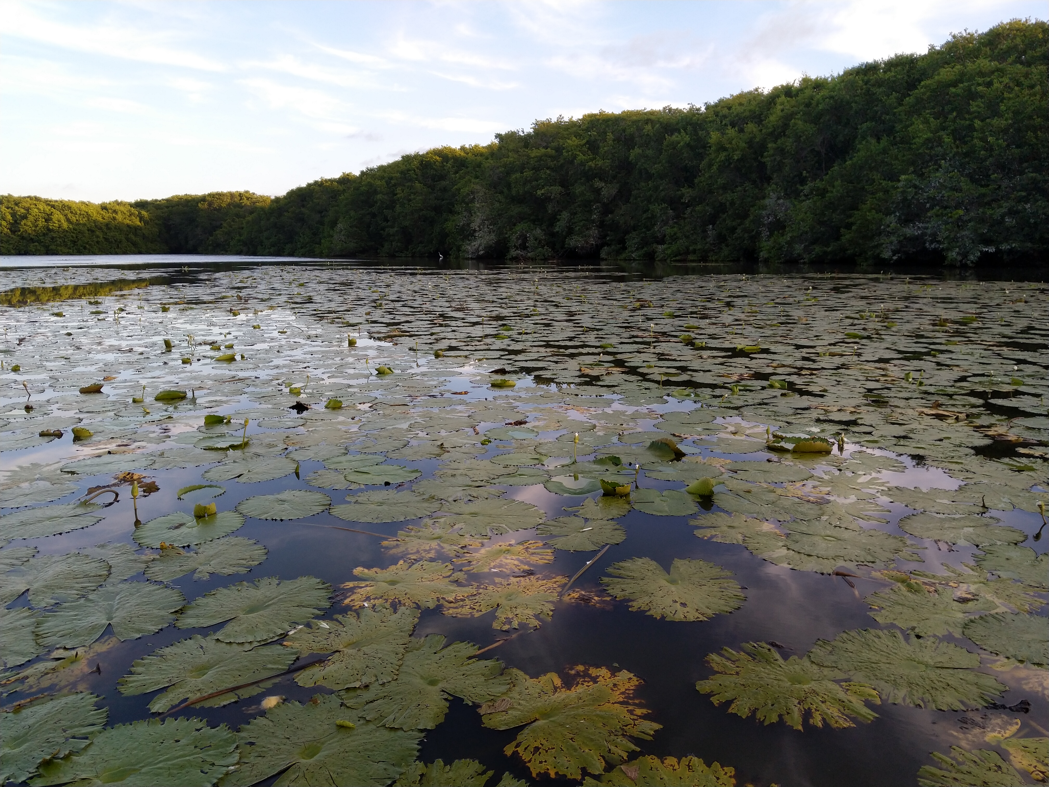 Rest.La Jungla image 5