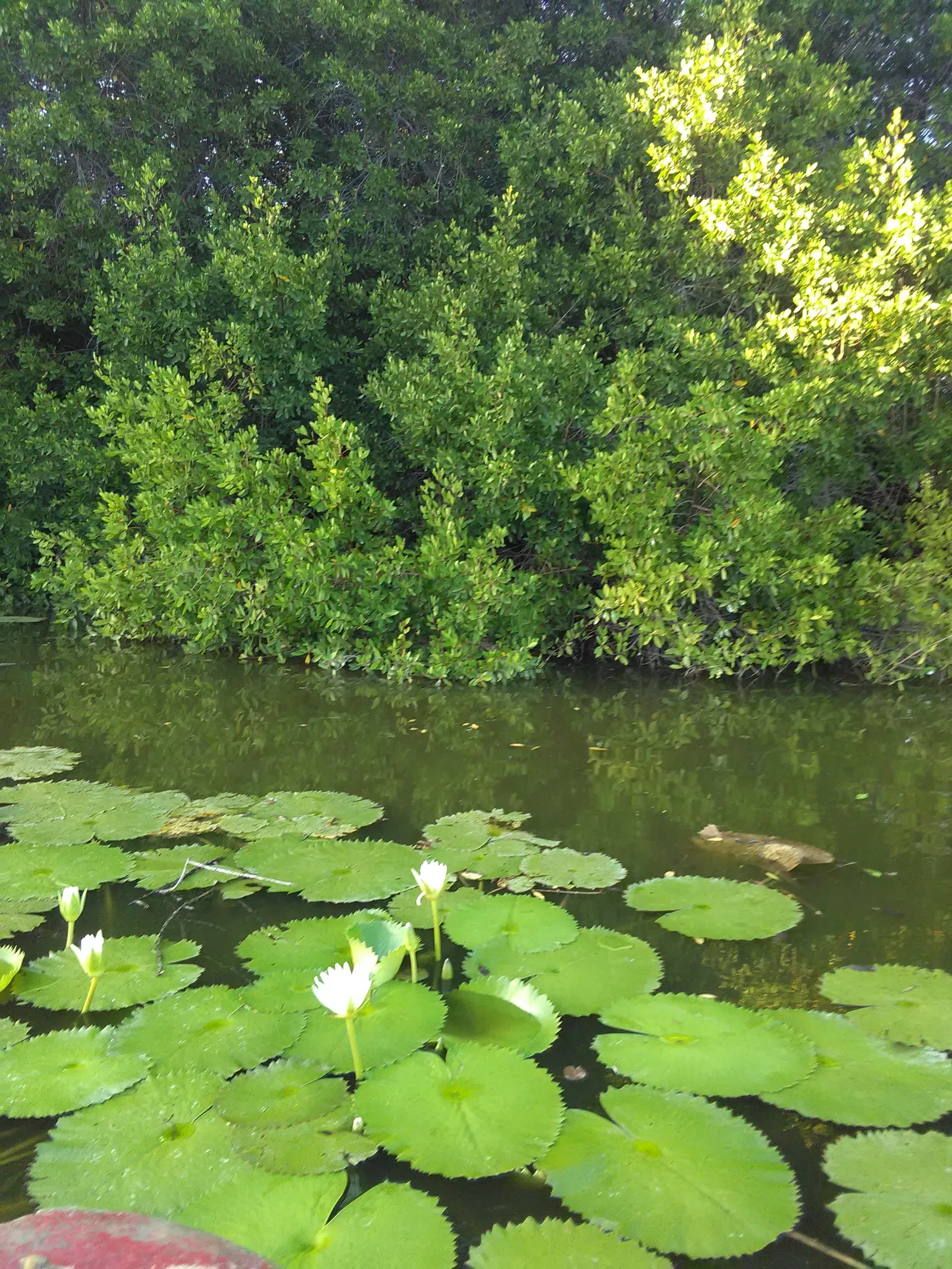 Rest.La Jungla image 8
