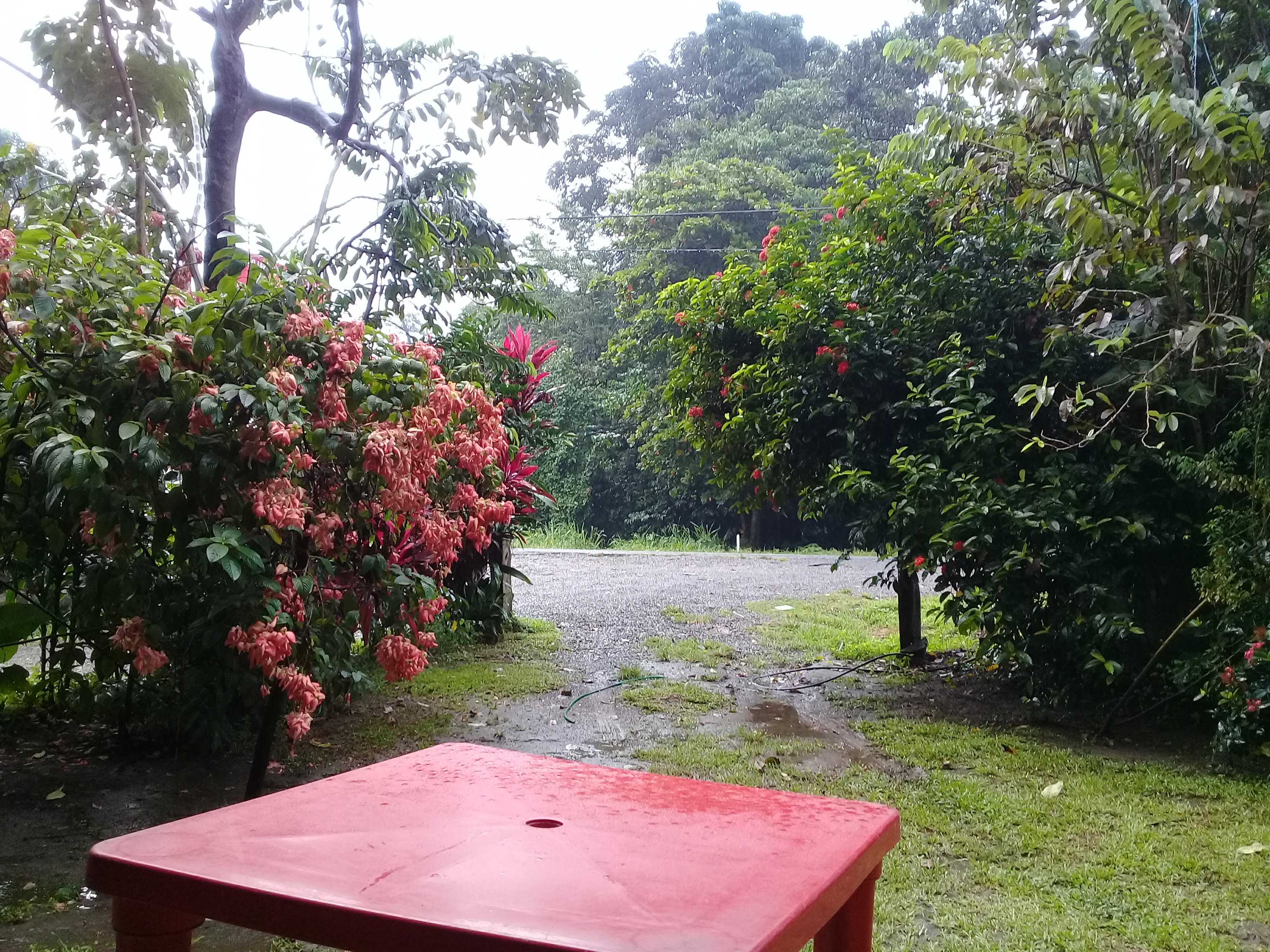 Mojarras la Tía Celia image 1