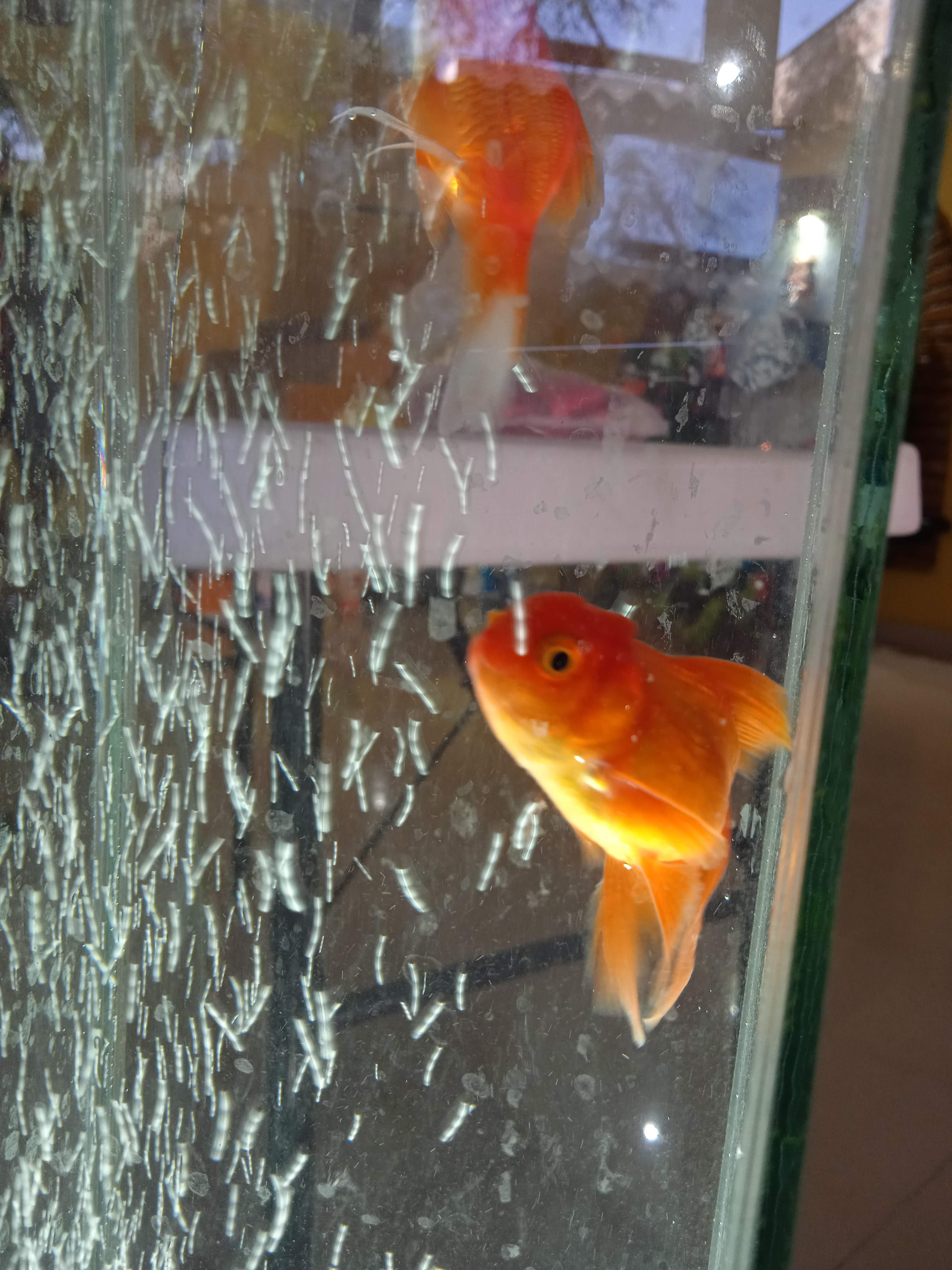 Barbacoa "La flor de abril" image 6