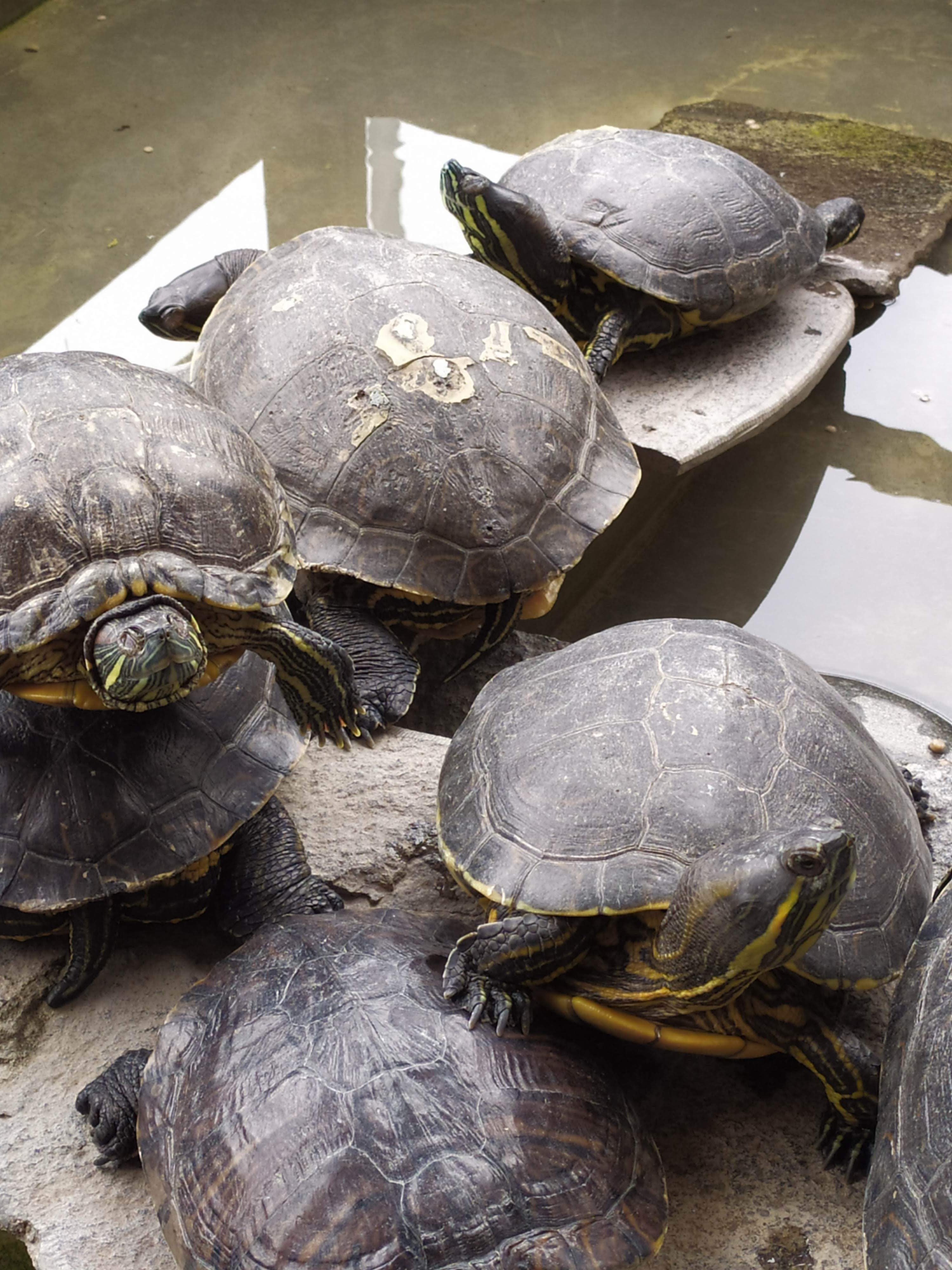 Mariscos Boca Del Río image 8