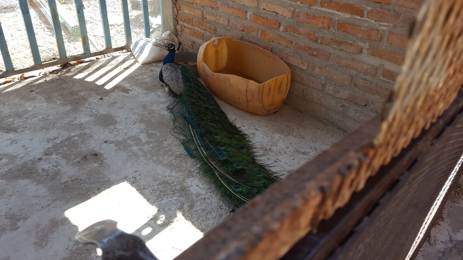 Los Pavorreales image 8