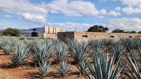 Rancho Convivencia Tequilera image 4