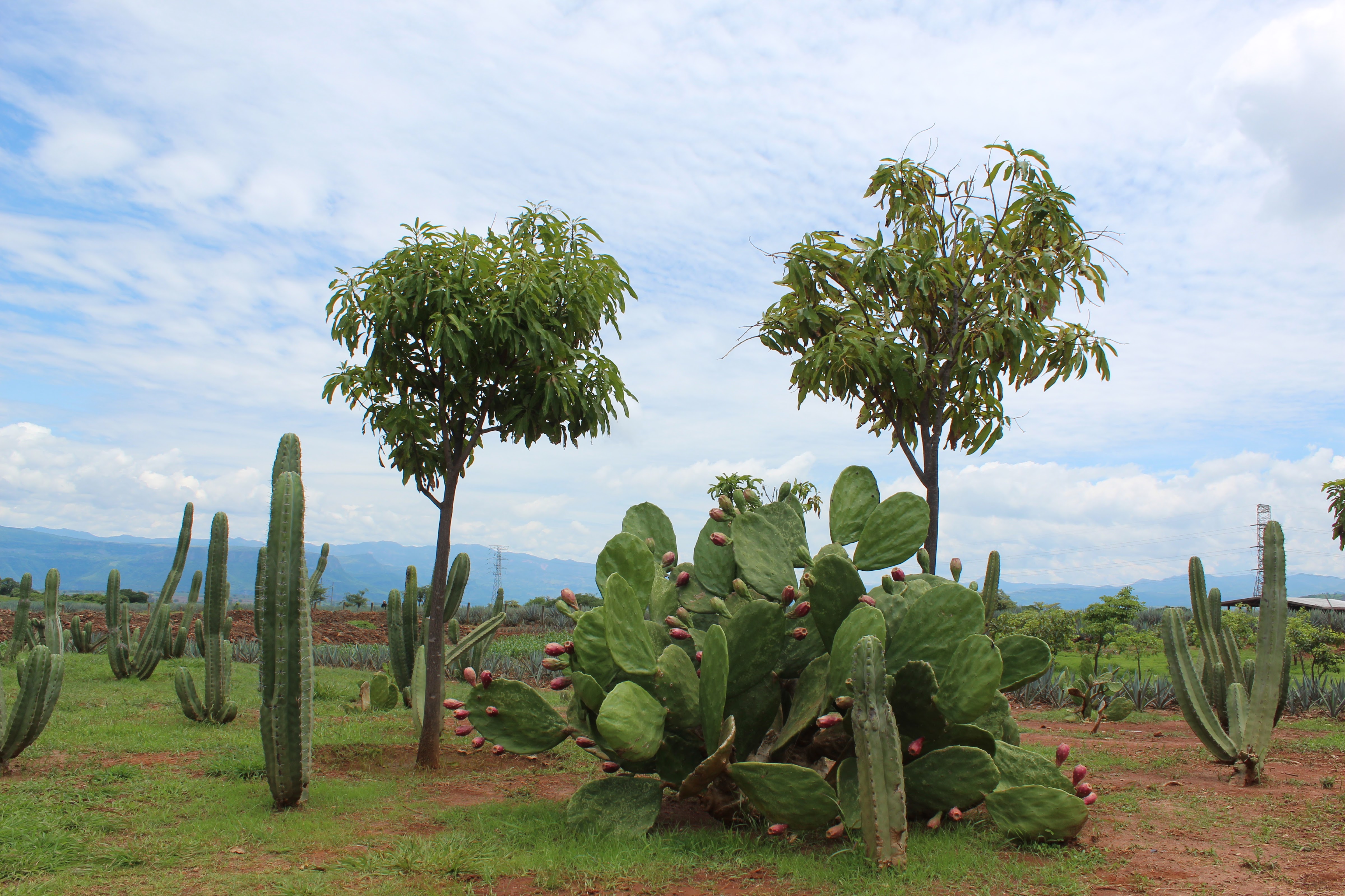 Rancho Convivencia Tequilera image 10
