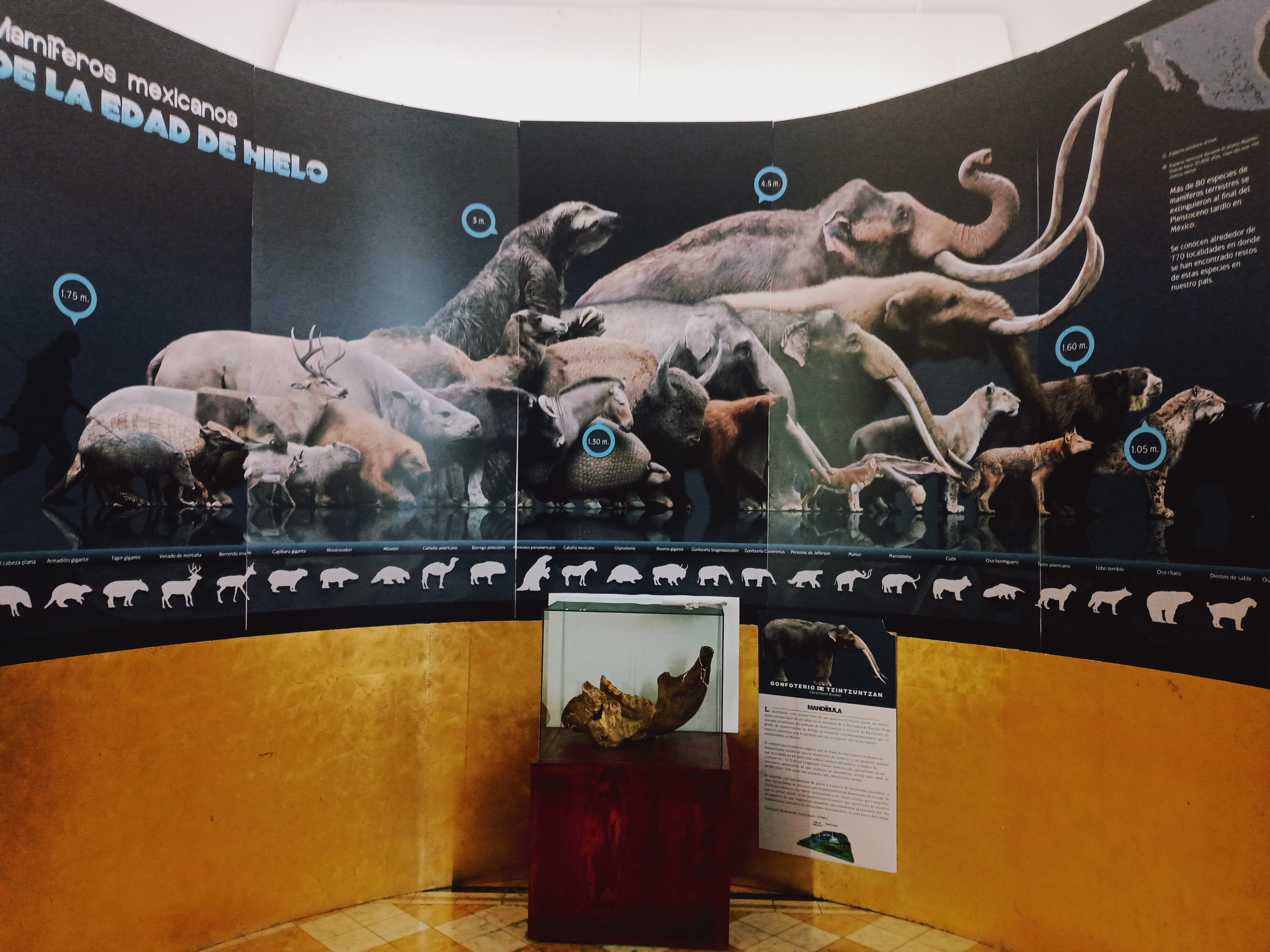 Tortas Ahogadas Los Primos image 6