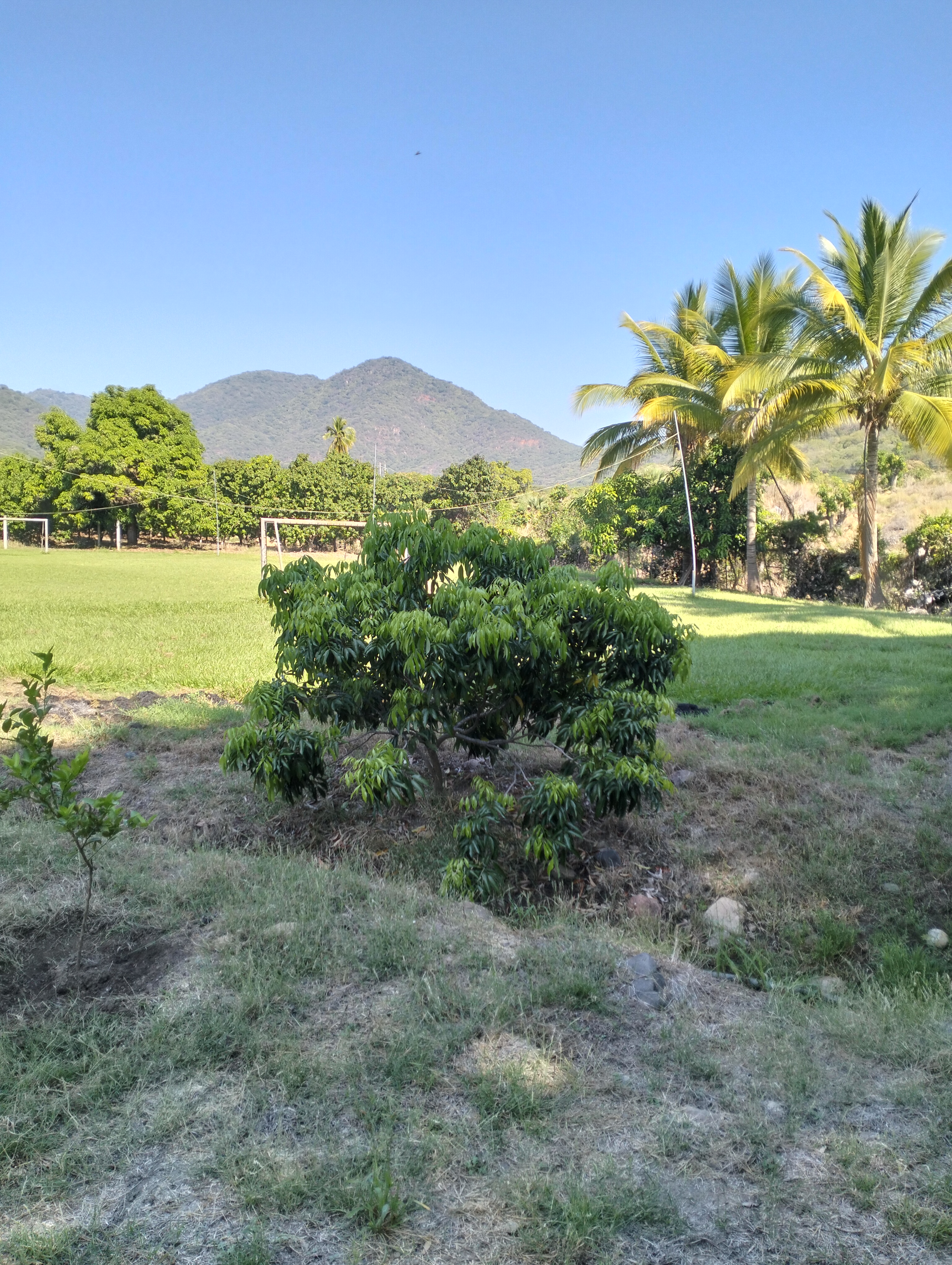 micheladas y tostadas *crispo* image 5