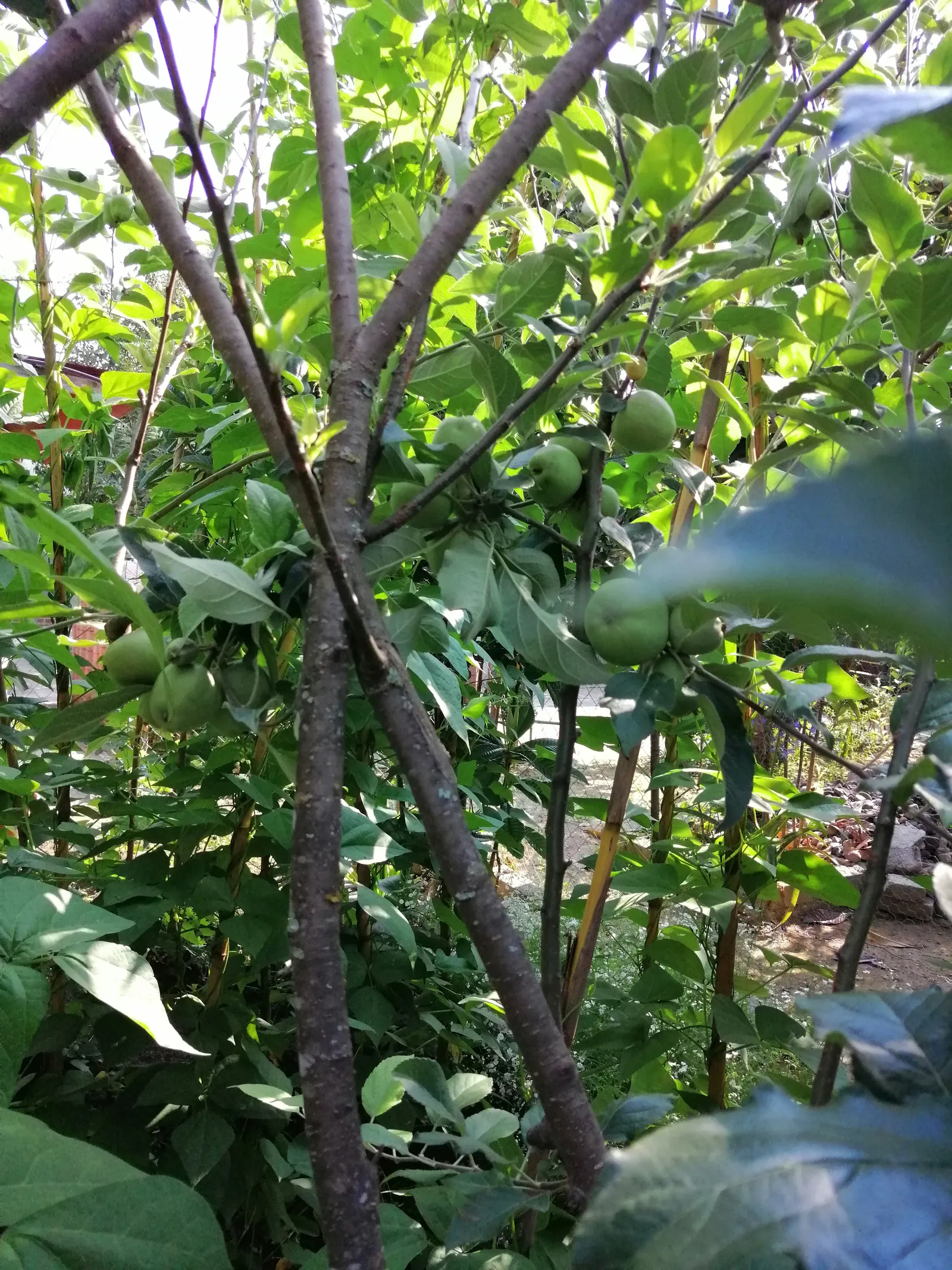 El Tambor image 2