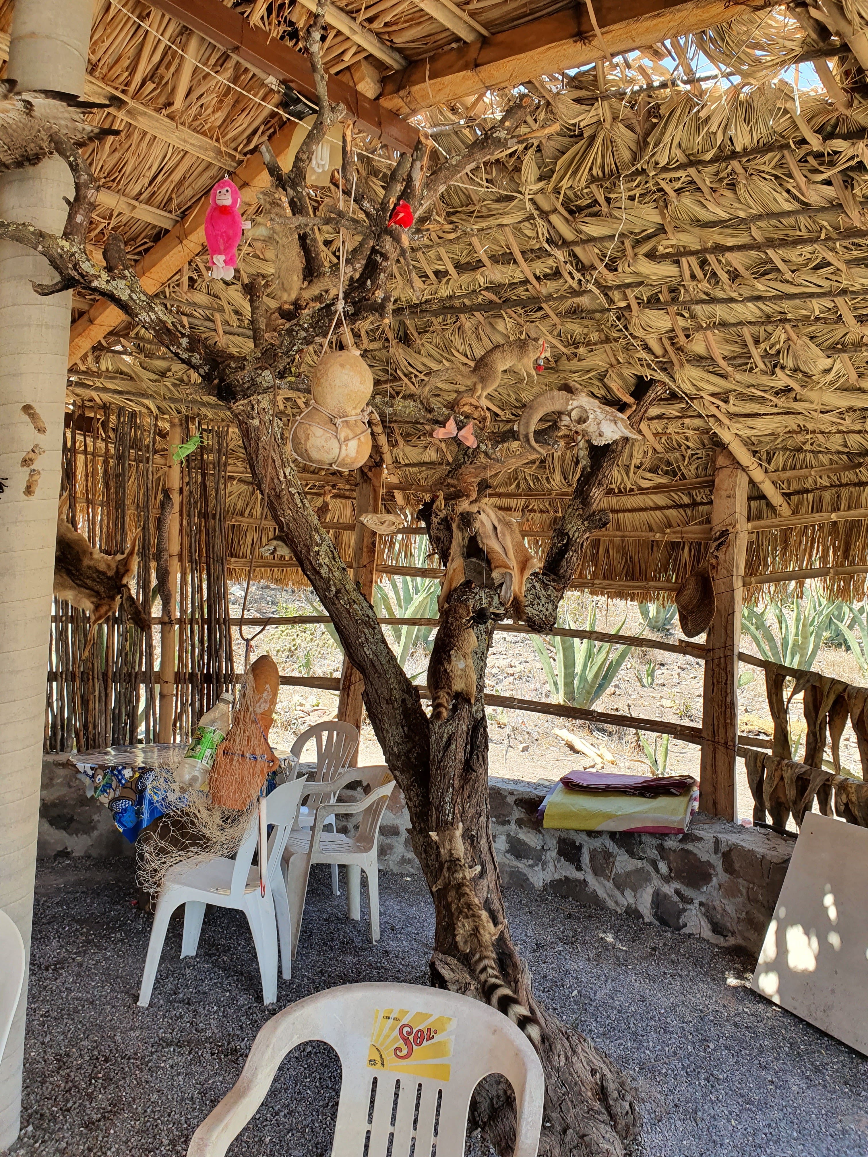 La guaridad del coyote image 1