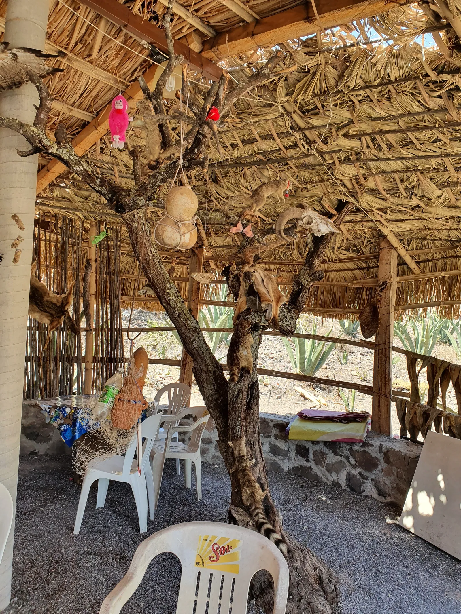 La guaridad del coyote image 1