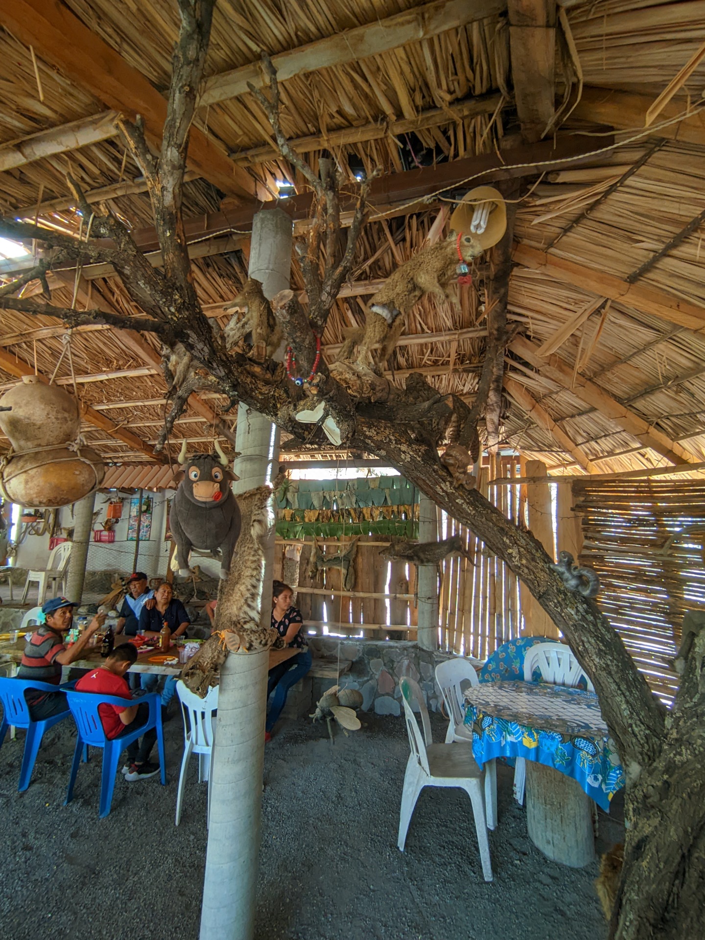 La guaridad del coyote image 4