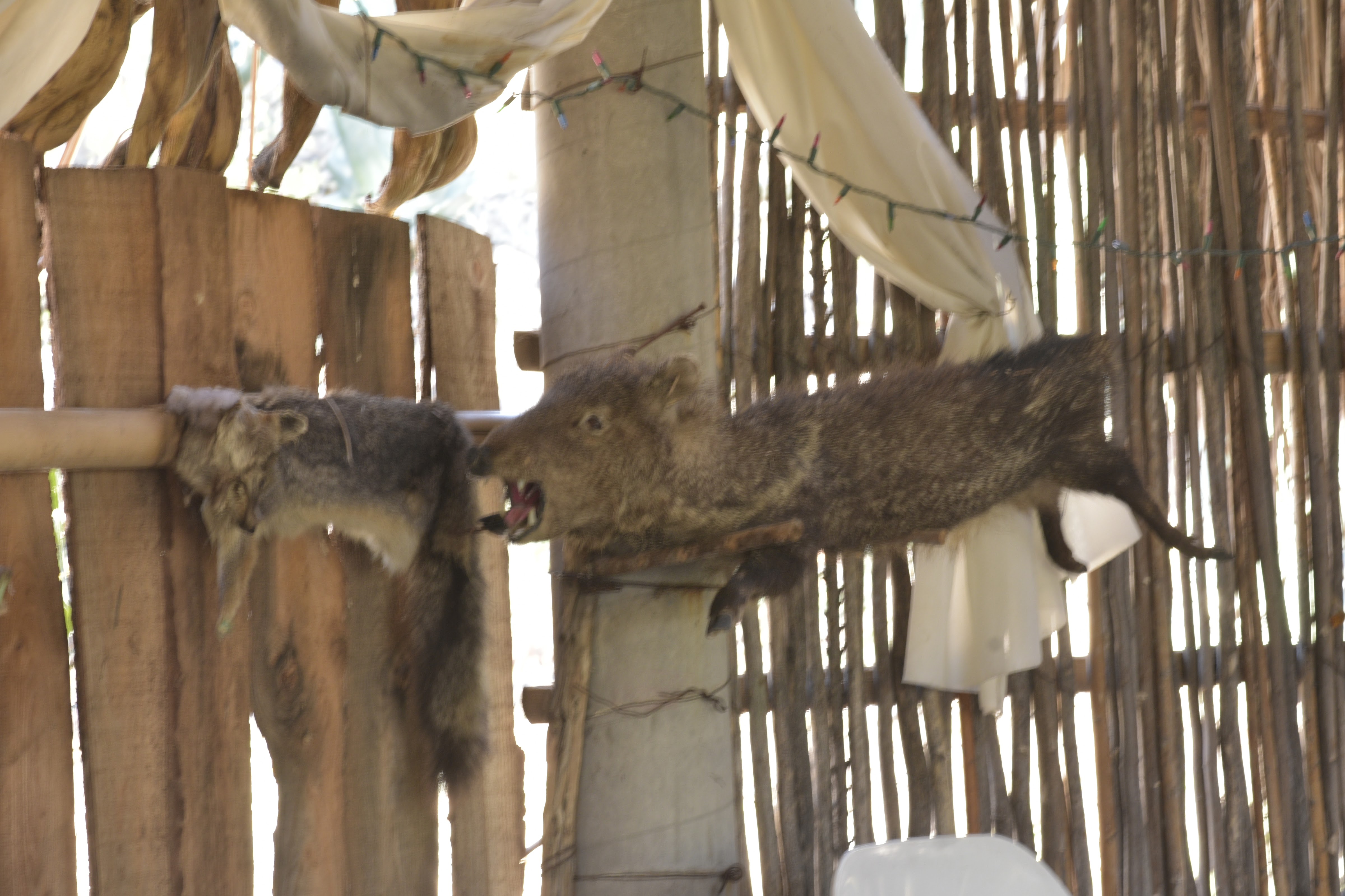 La guaridad del coyote image 8