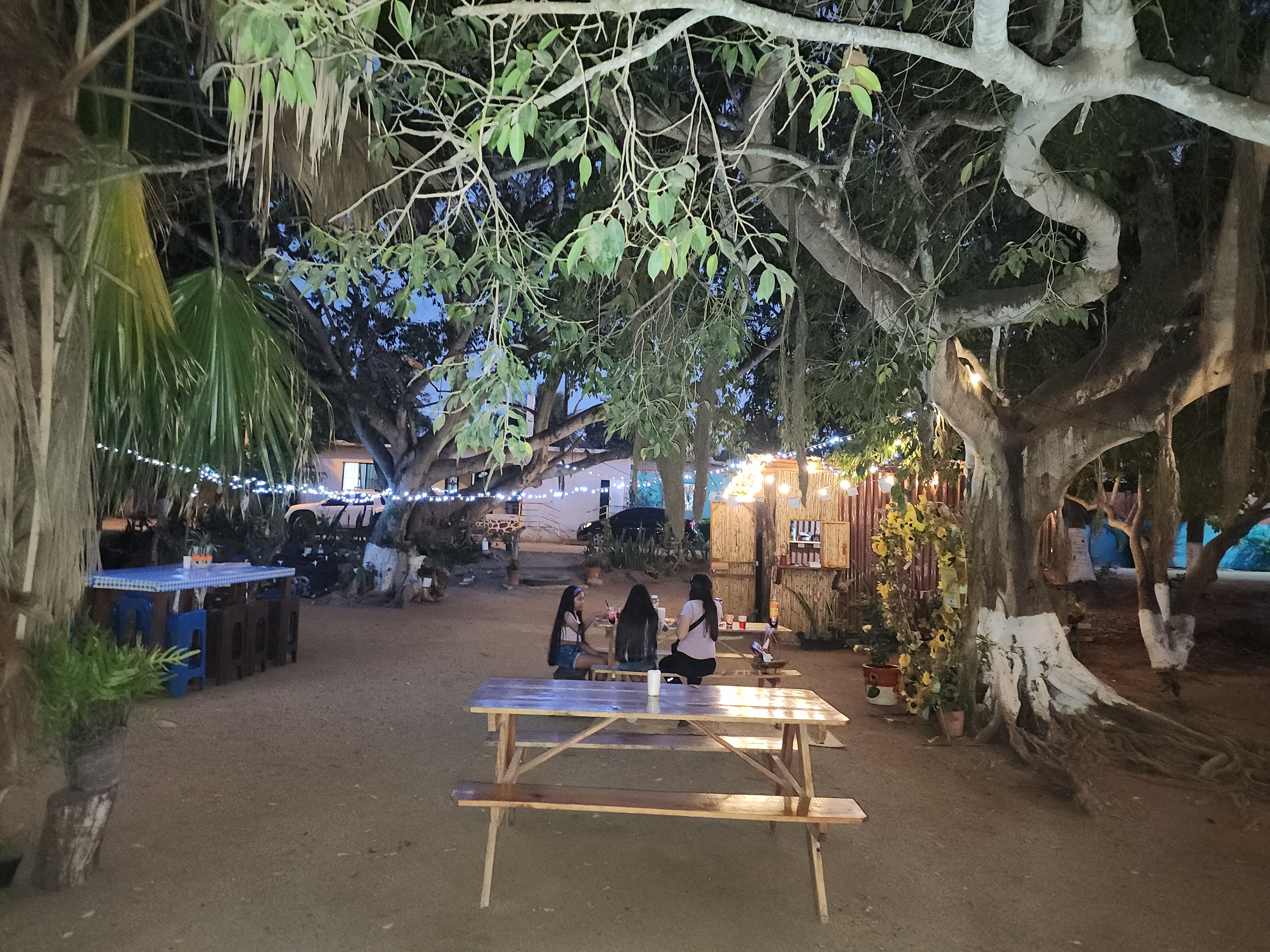 Los árboles image 6