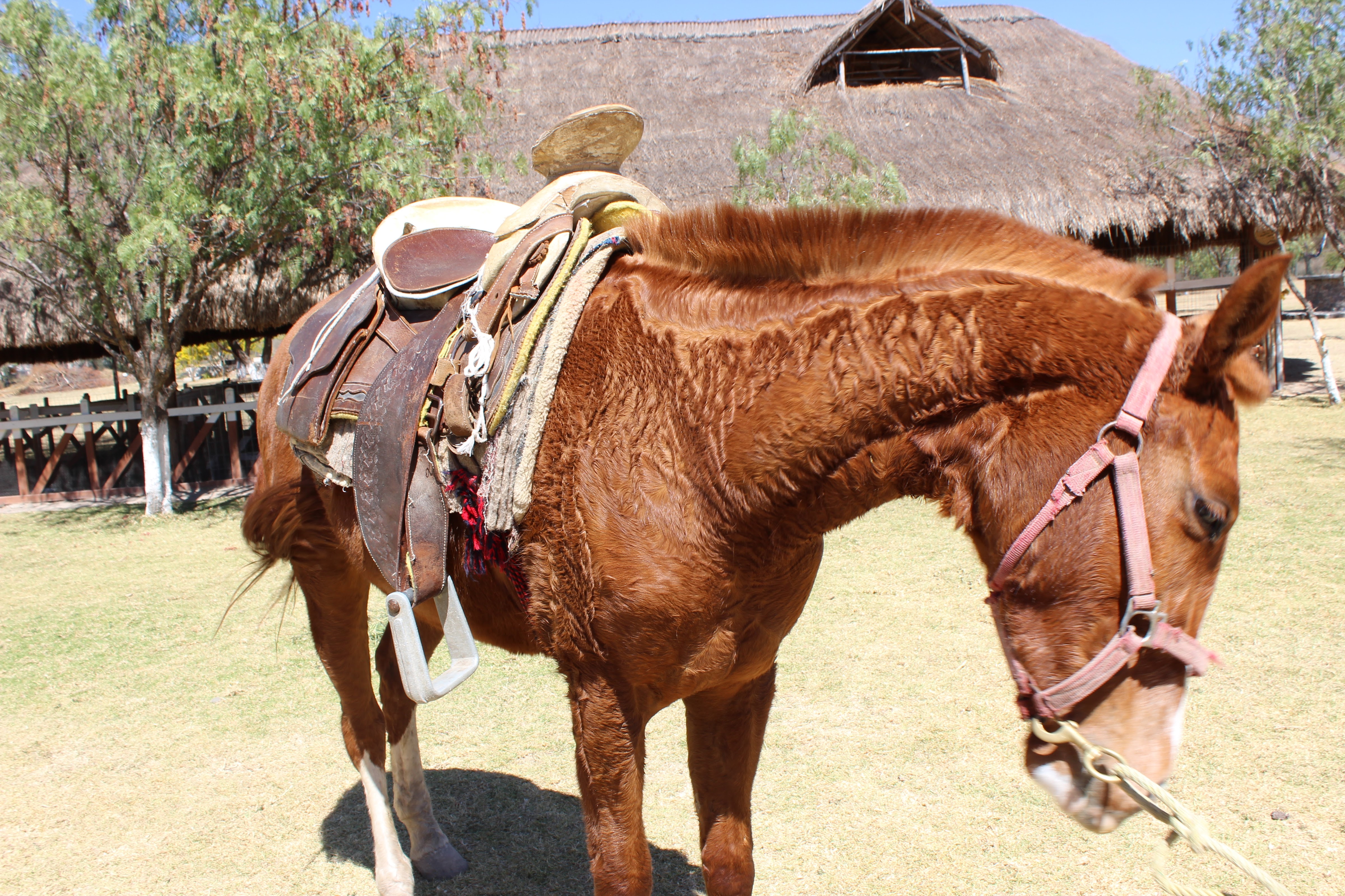 María y su bici San Miguel de Allende image 10