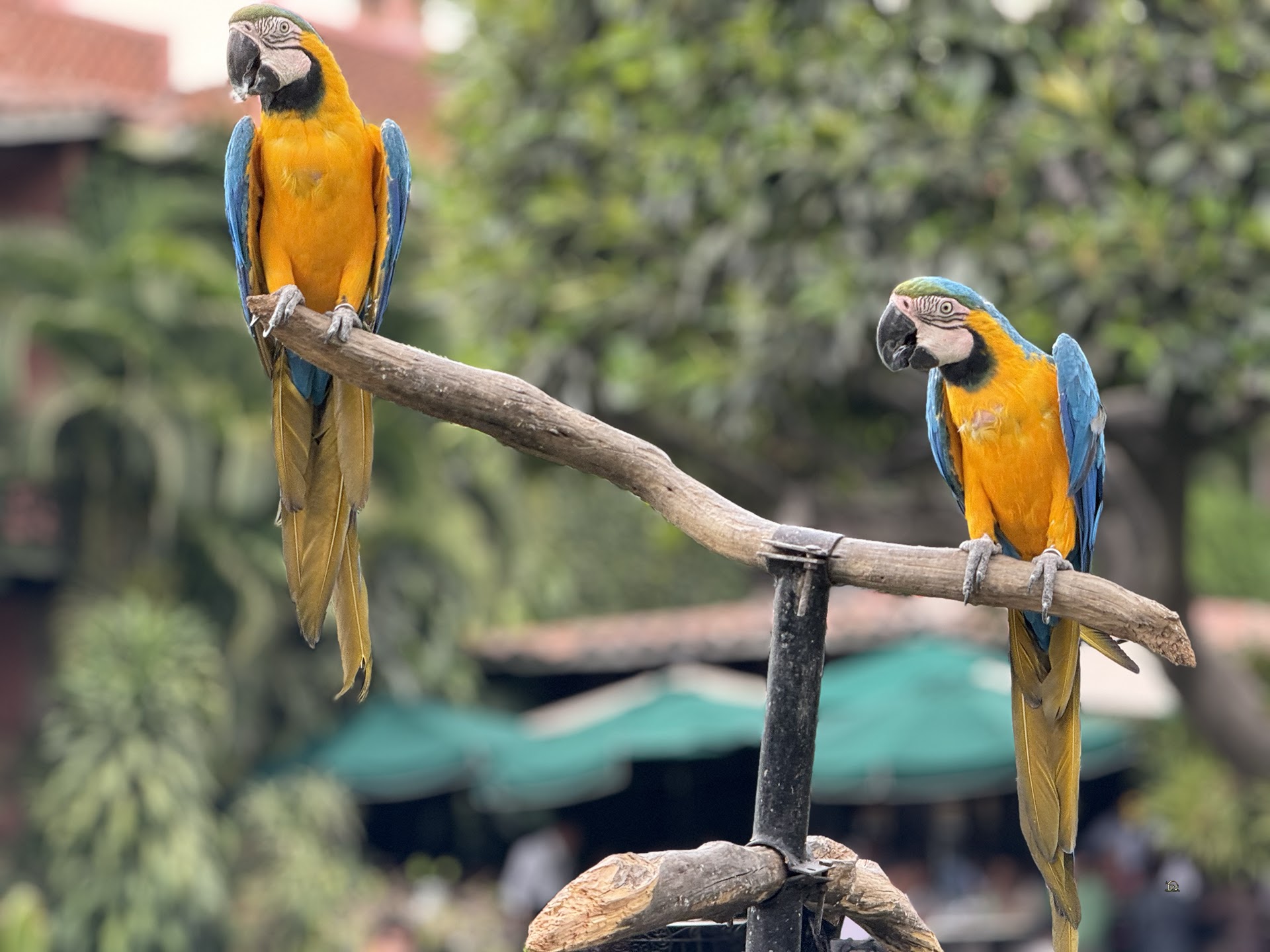 Las Mañanitas image 6