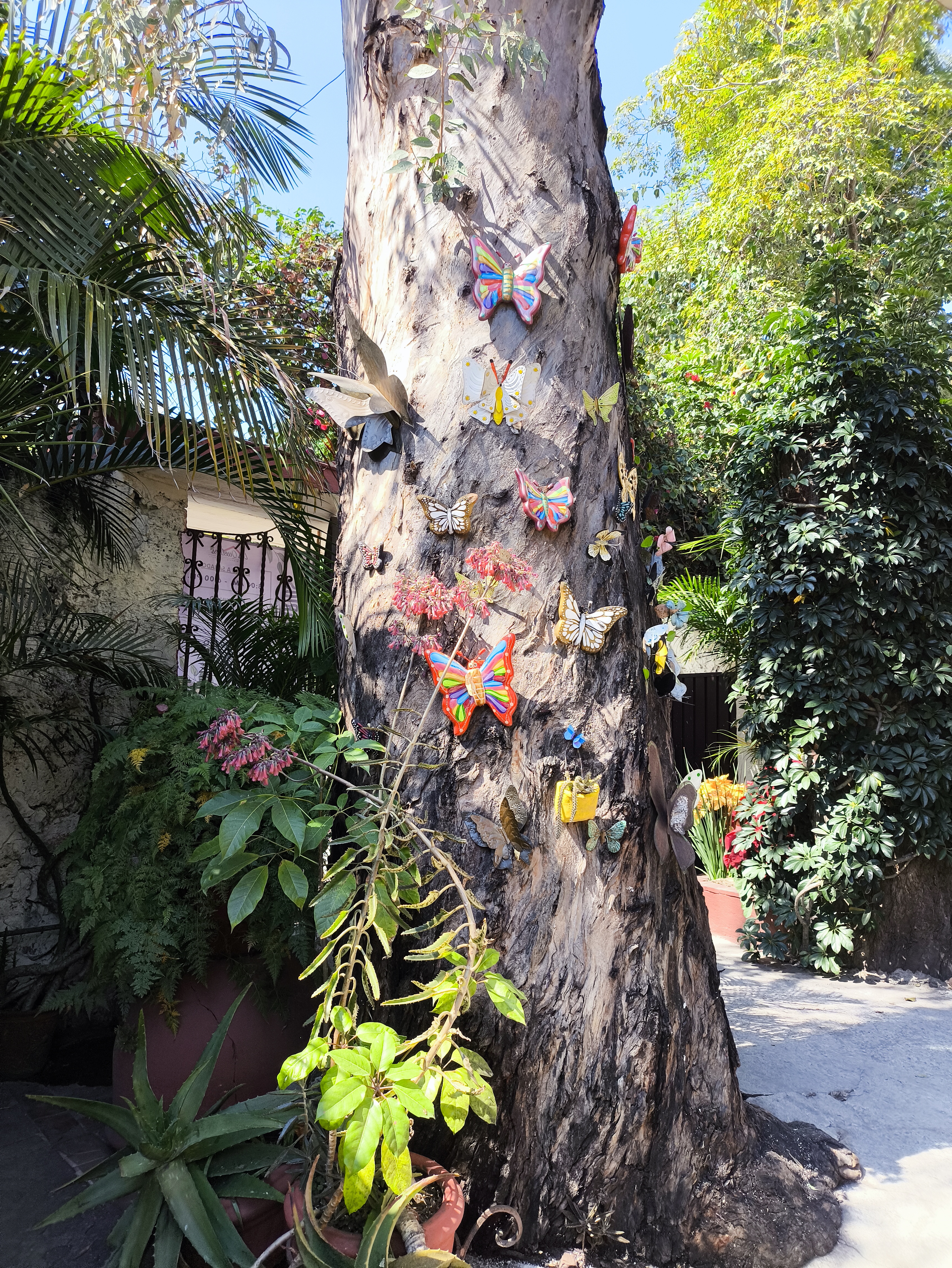 Los Quelites image 10