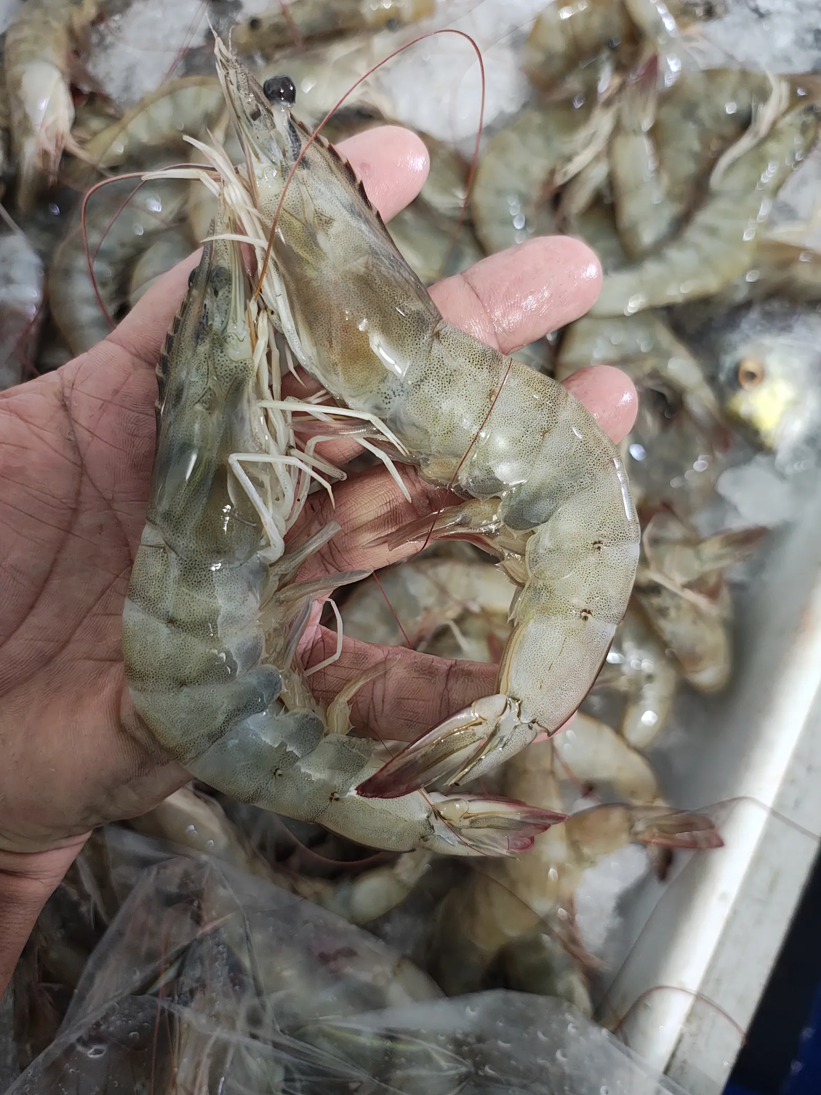 MARISCOS MAEL image 6