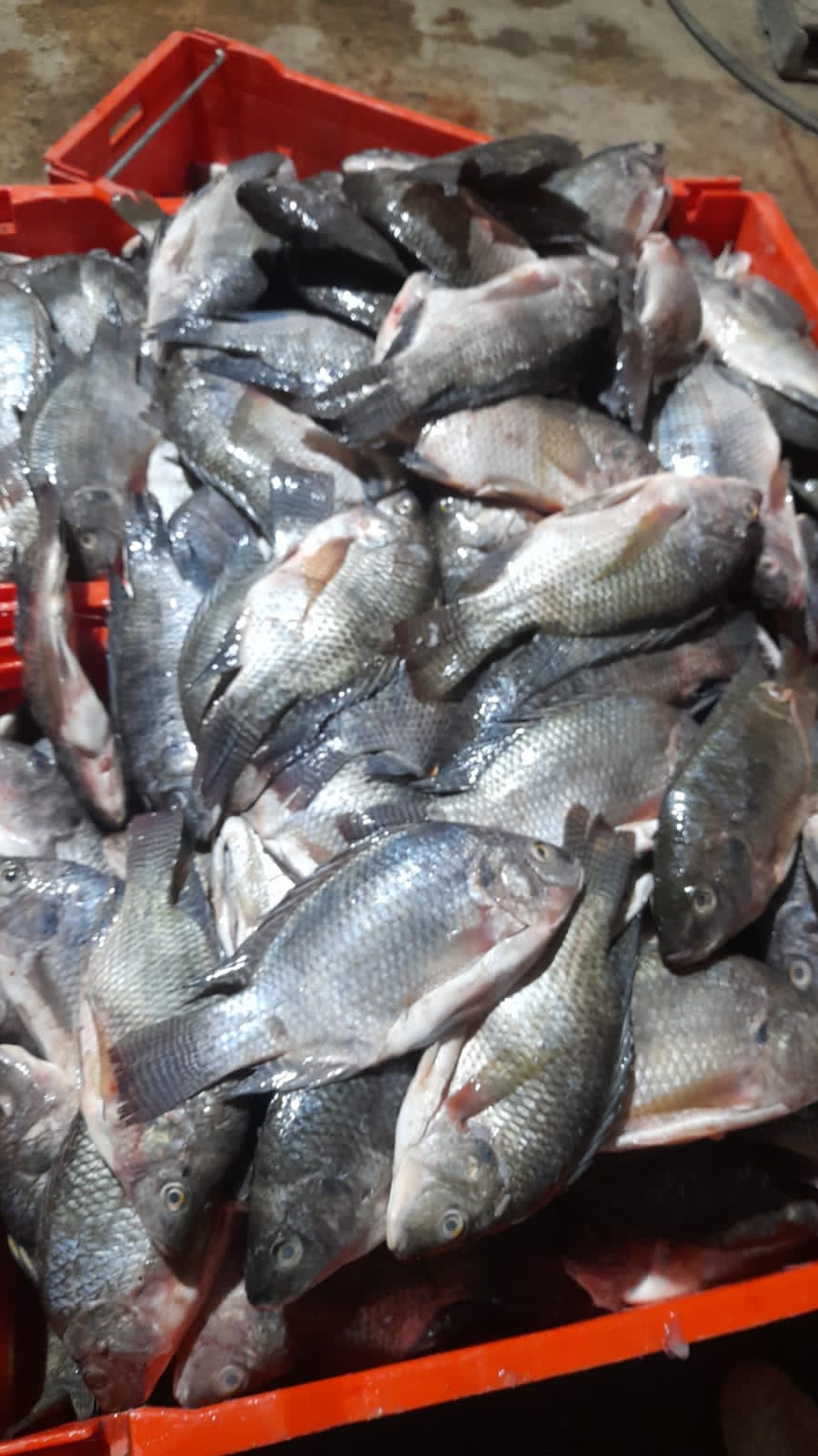 MARISCOS MAEL image 8