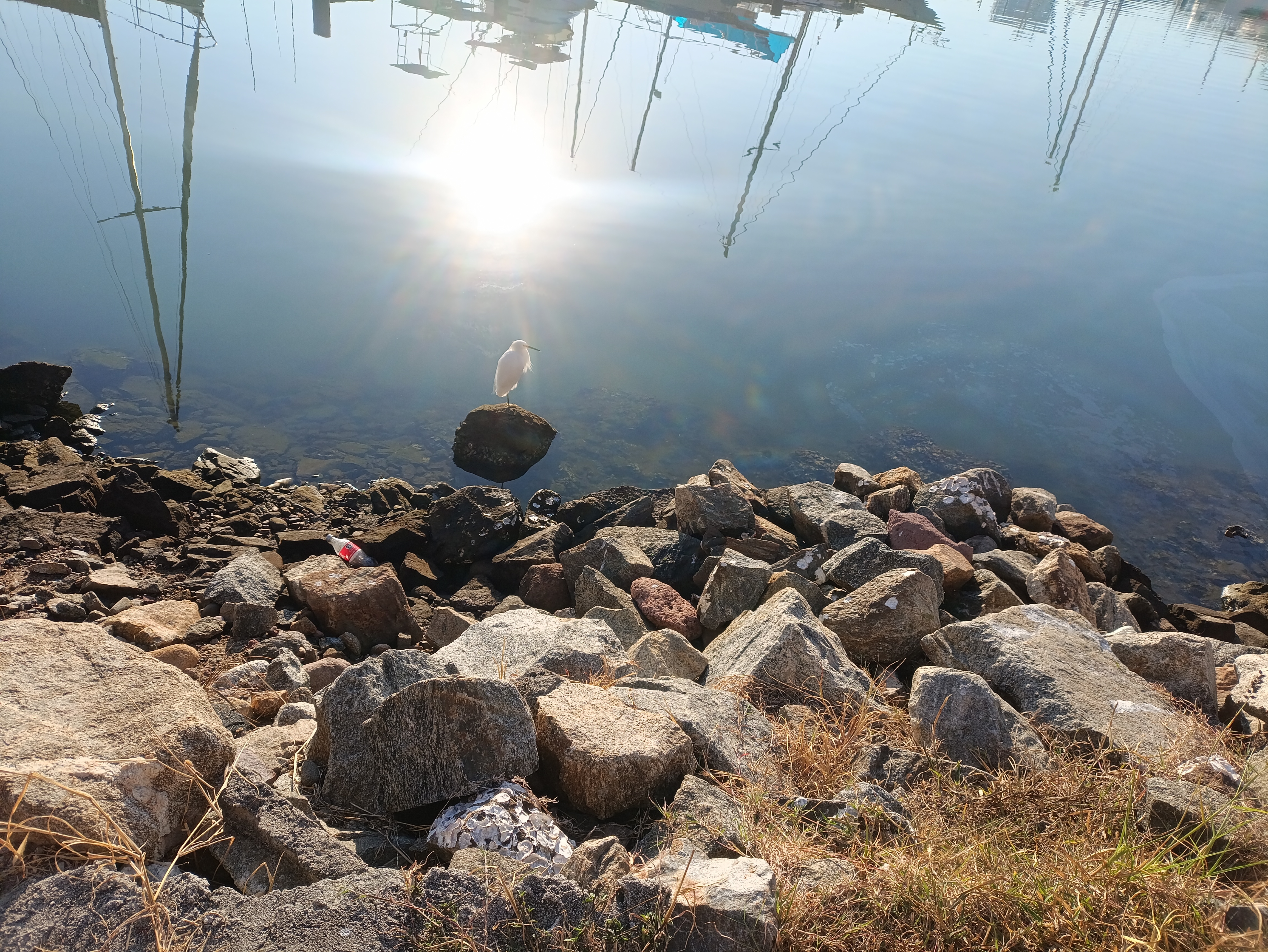 Los Alcatraces image 6