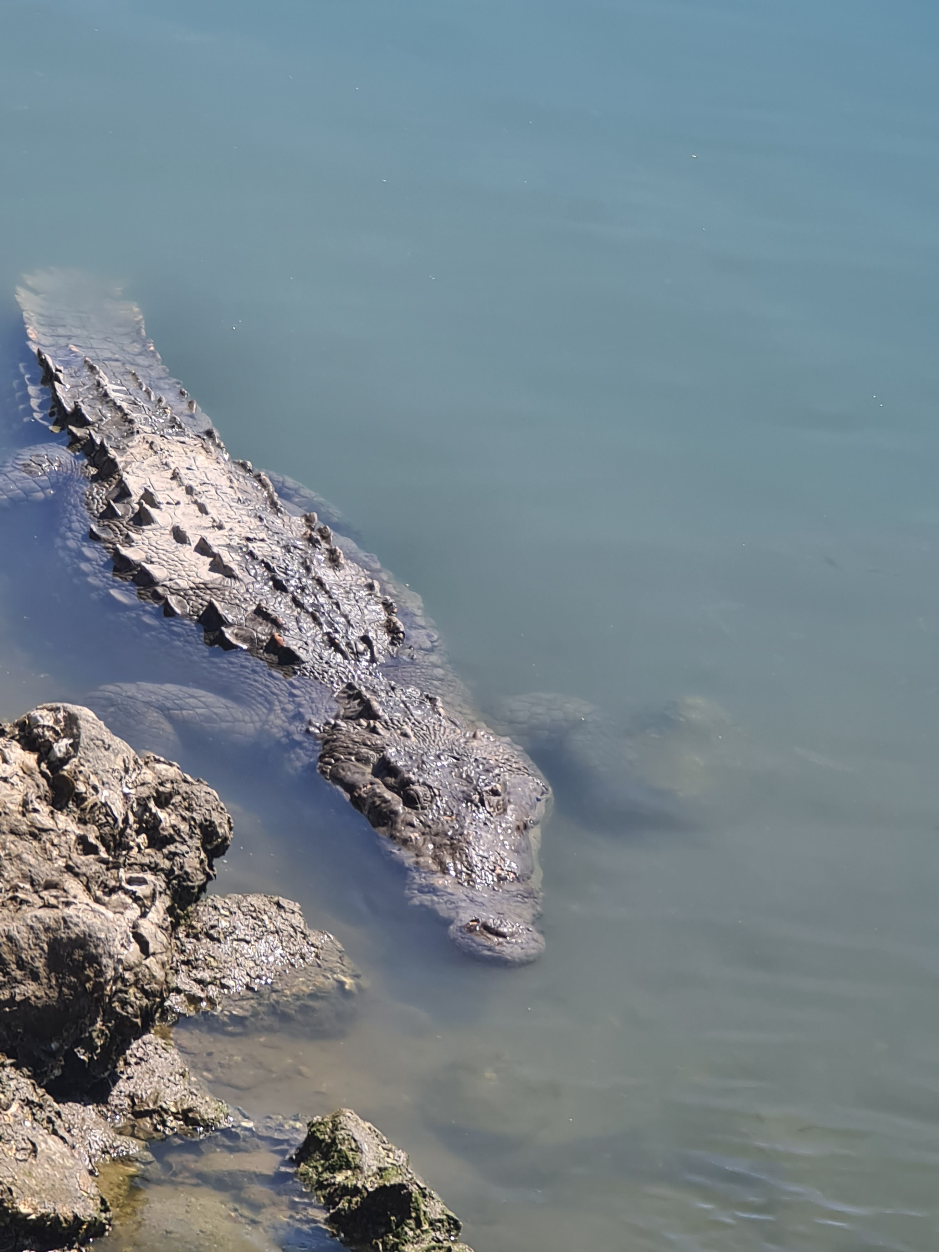 Los Alcatraces image 9