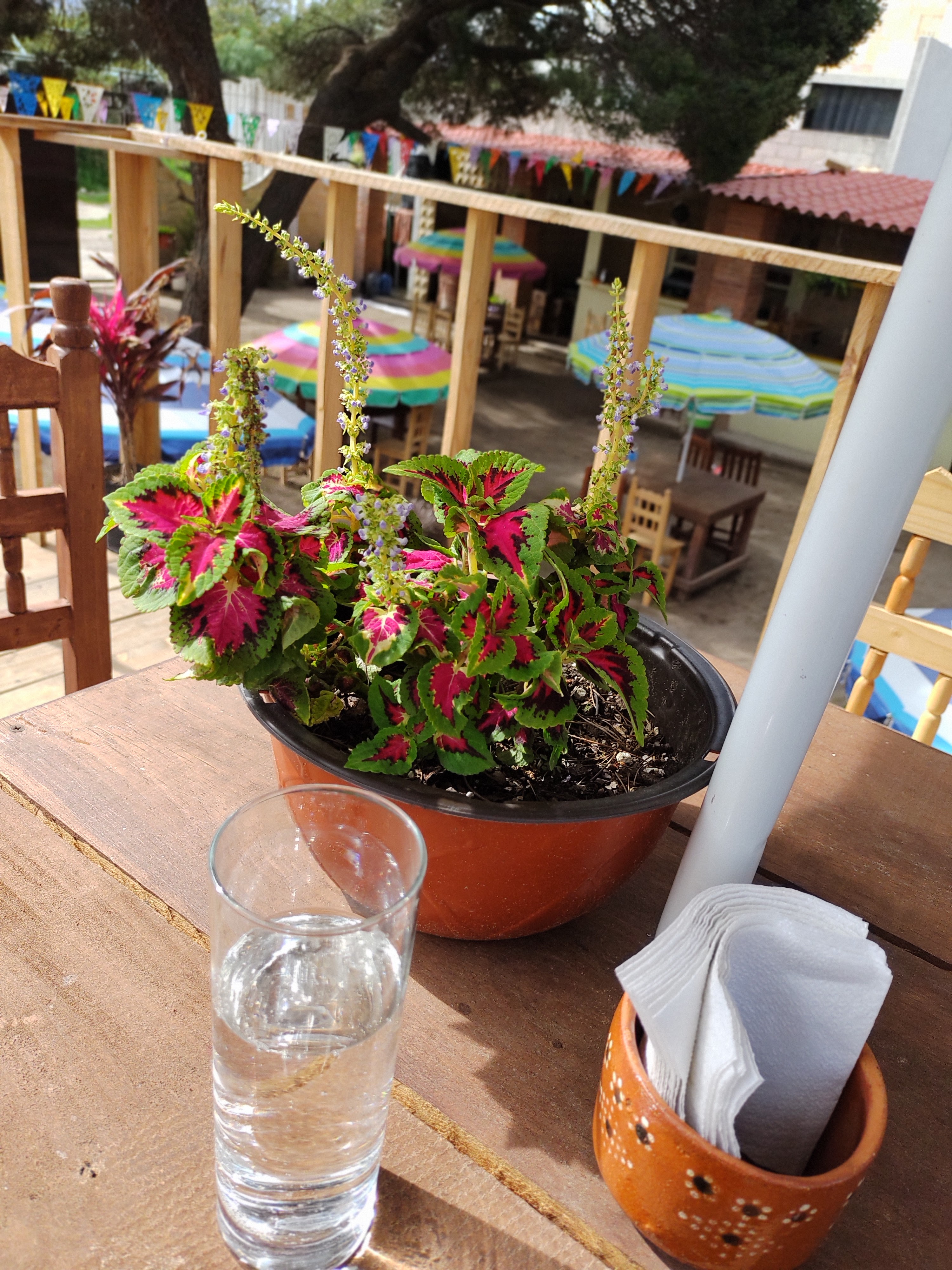 Jardín los Pinos image 5