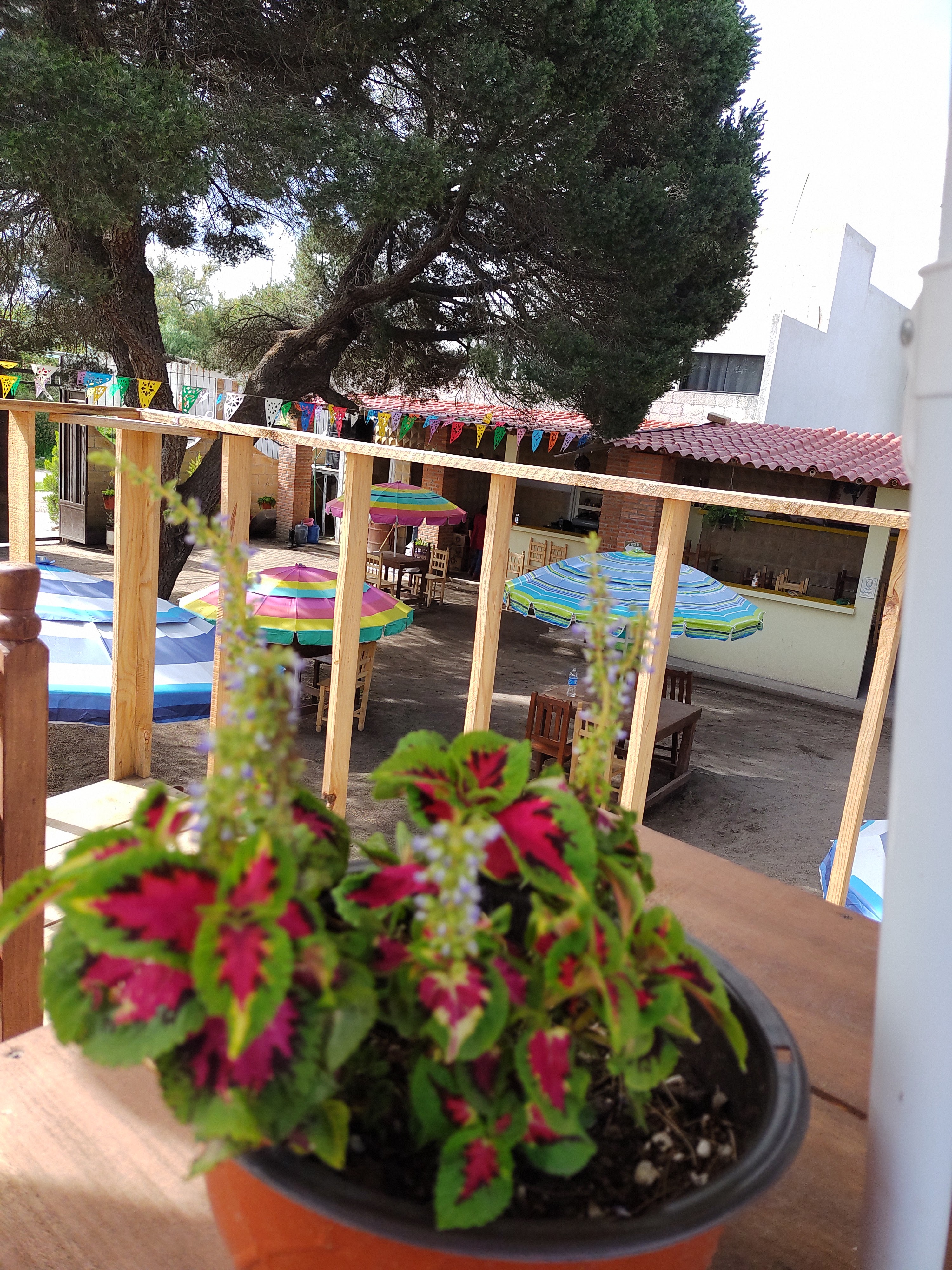 Jardín los Pinos image 8